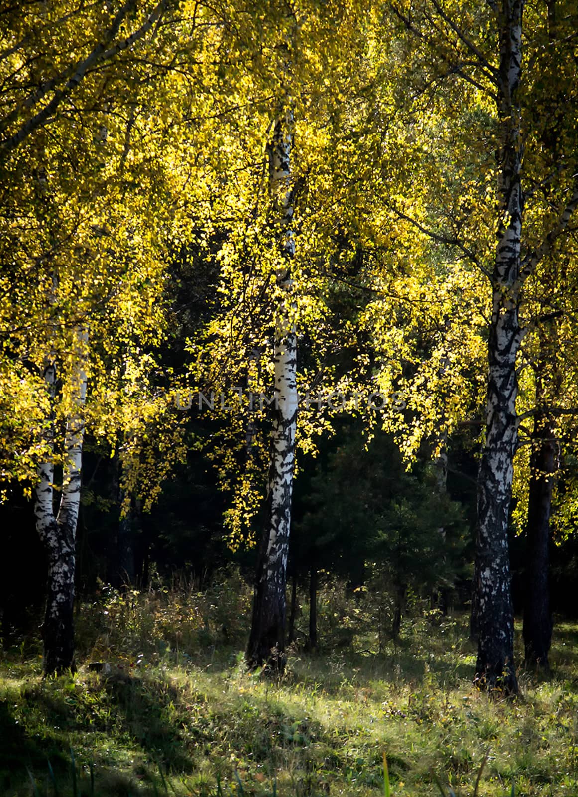 Beautiful autumn forest. A leaffall in the woods. Birches and needles.