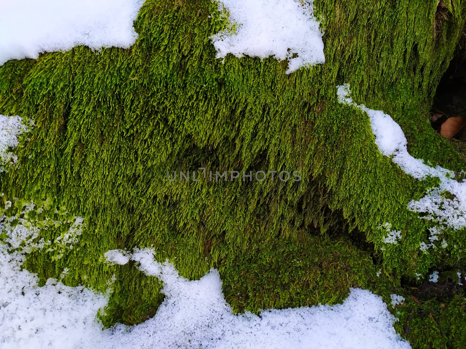 Green moss in the woods next to the trees where there is snow. Winter. by mahirrov