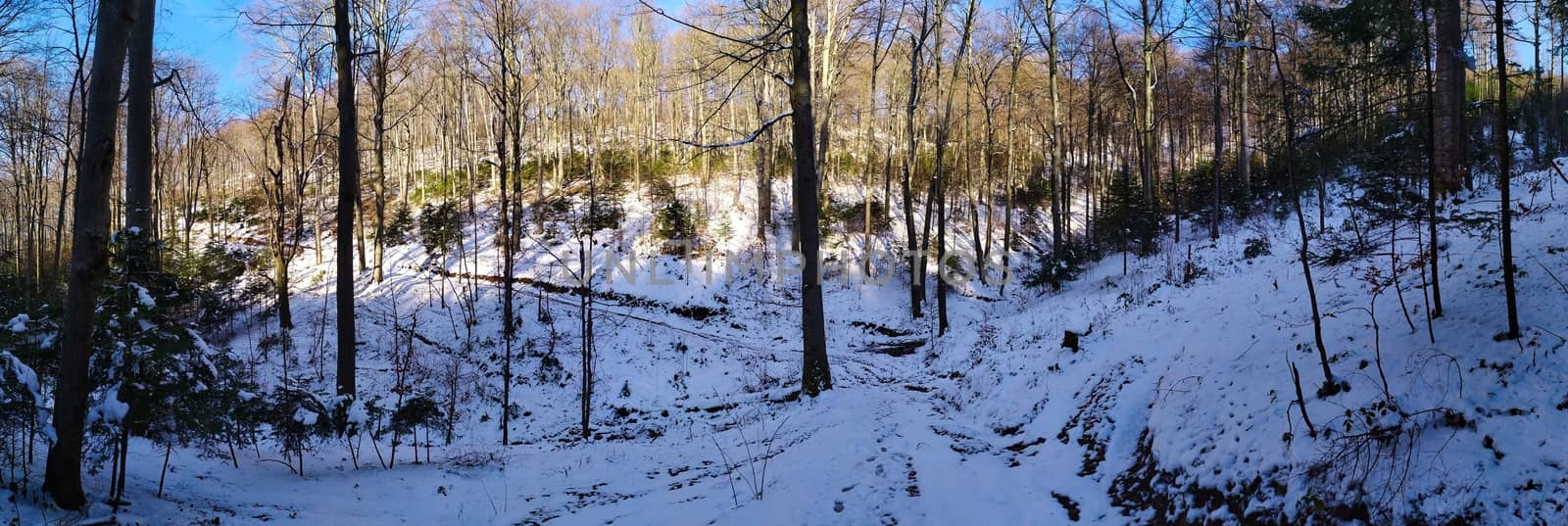 panorama of trees in the forest in winter when the trees are free of leaves. by mahirrov