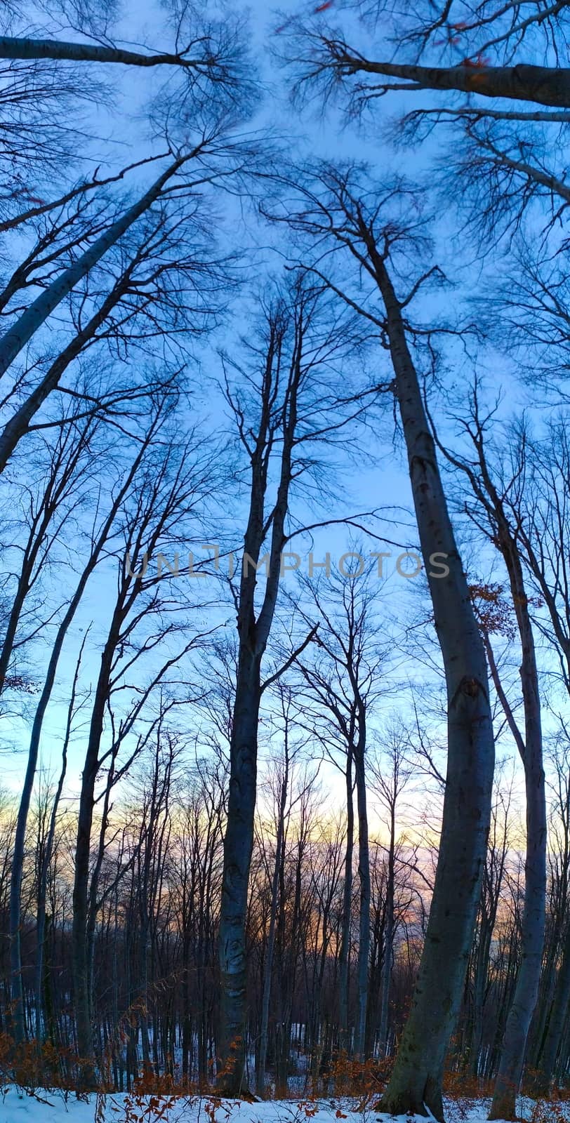 Panorama of trees in the forest in winter when the trees are free of leaves. by mahirrov