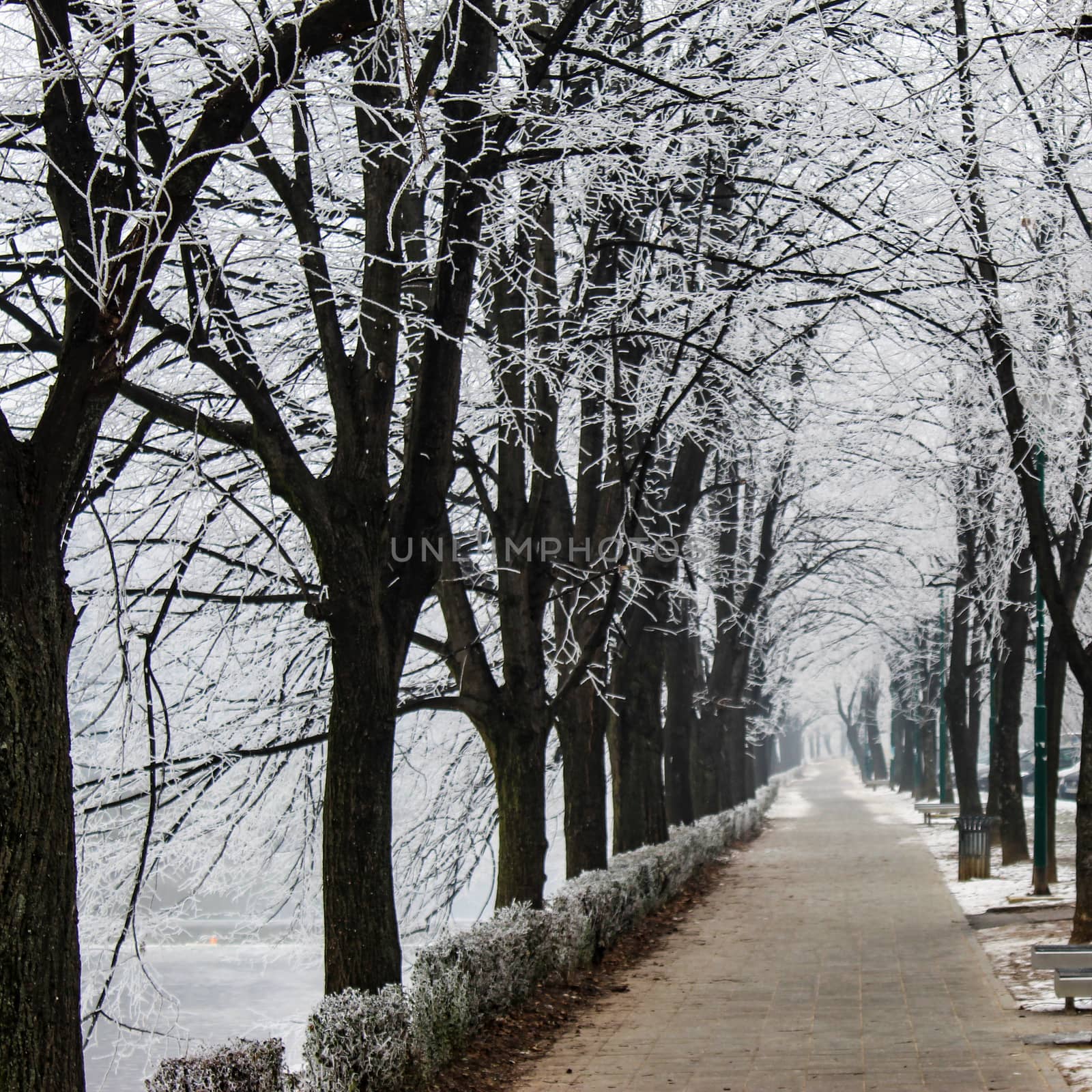 A promenade surrounded by trees in winter where there is hoarfrost on it. Fog in Sarajevo in winter. by mahirrov