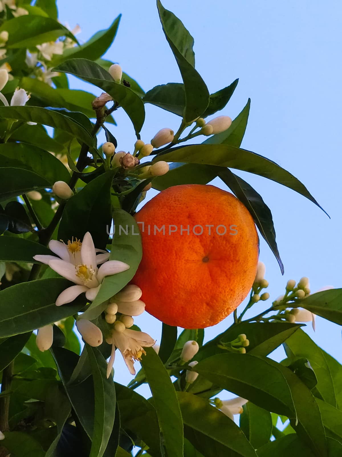Mandarin with fruit and flowers on a branch among the green leaves. by mahirrov