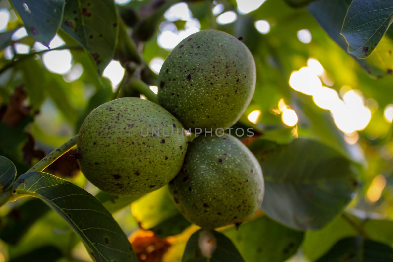 A group of three green unripe walnuts on a branch. Walnuts on a branch with leaves in the background. by mahirrov