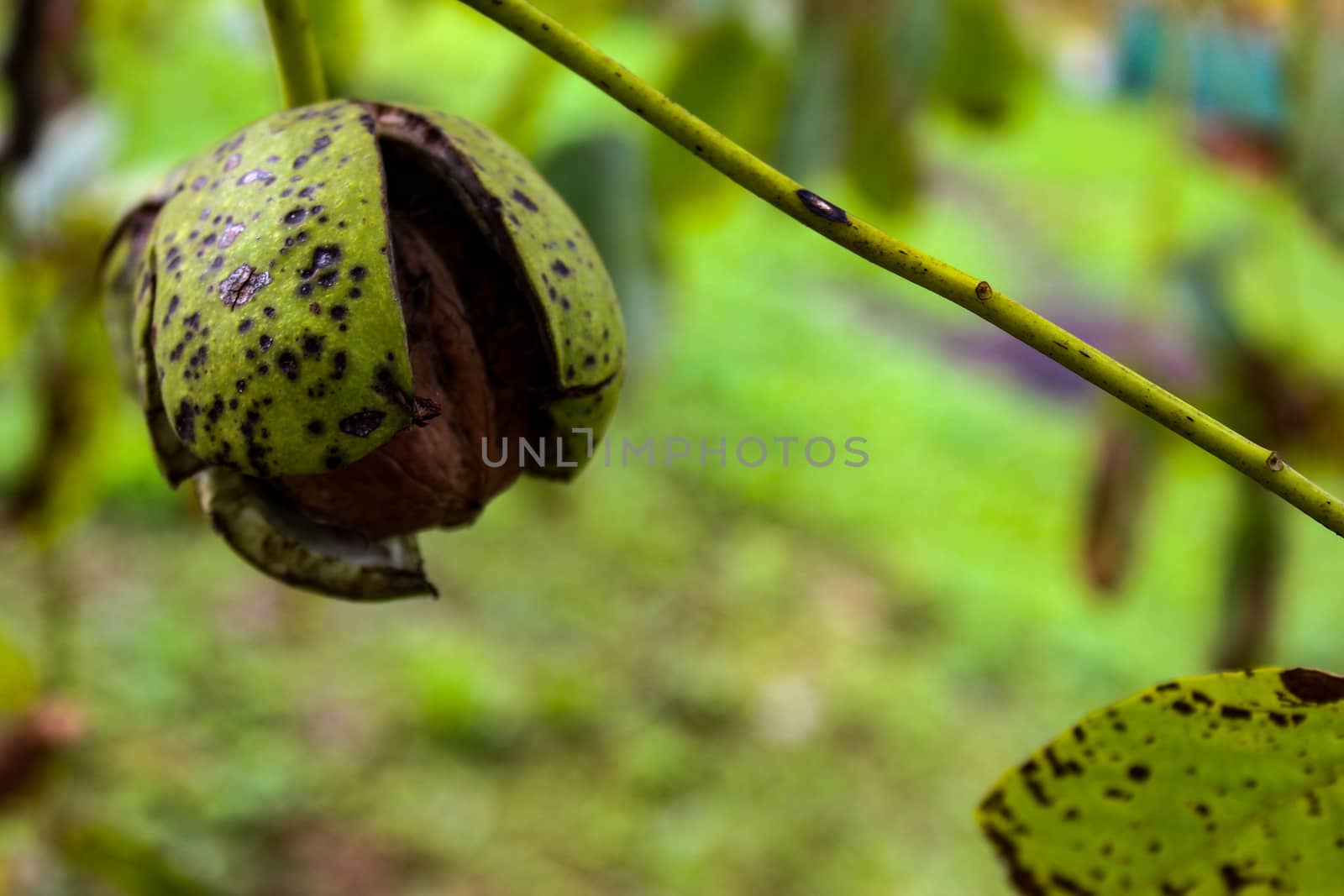 Walnut in some green shell that cracked. by mahirrov