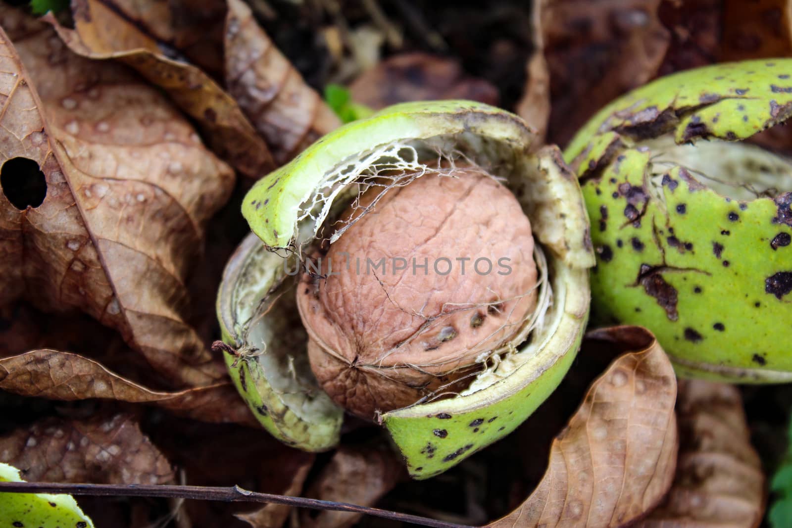 Walnut, fruit, green shell, leaves and grass. Zavidovici, Bosnia and Herzegovina.
