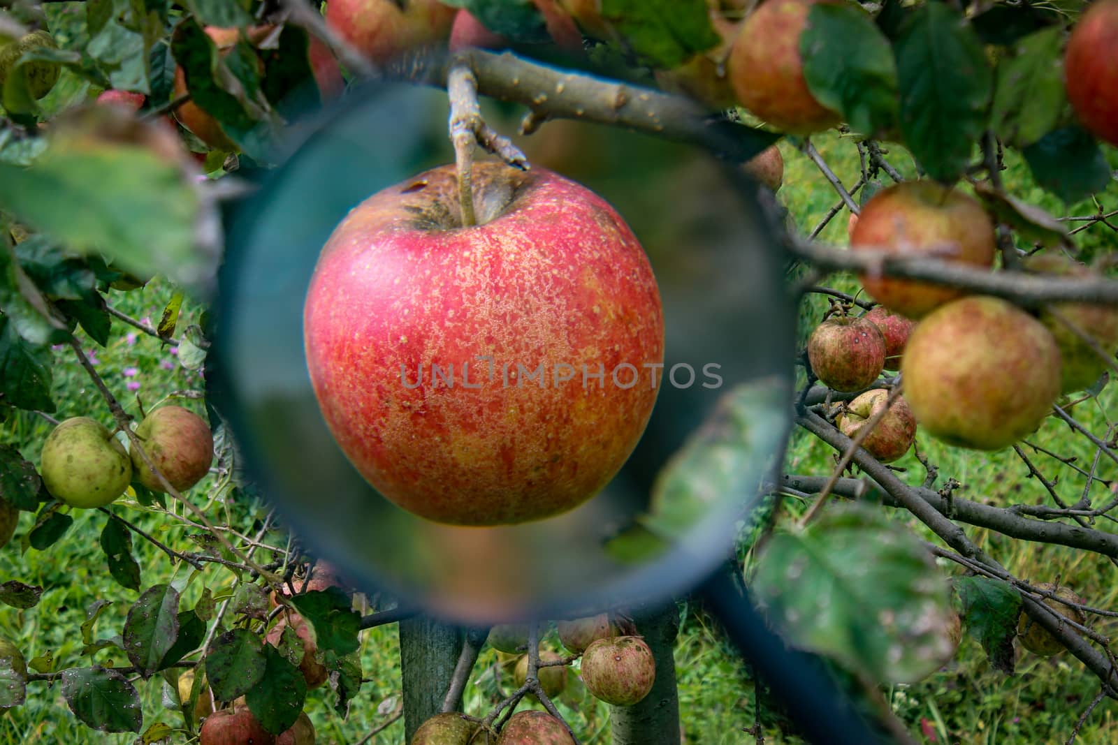 Research of apples in the branch on certain diseases. Beautiful red apple on a branch magnified with a magnifying glass. In the background on the branches are other apples. by mahirrov