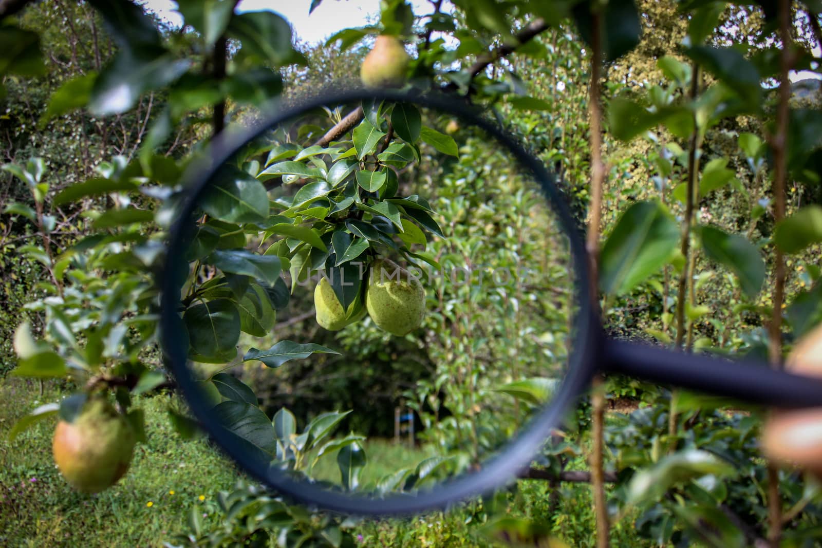 Two green pears magnified with a magnifying glass on a branch. Determination of pear maturity. Zavidovici, Bosnia and Herzegovina.