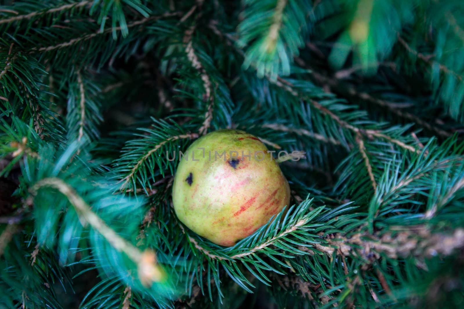 A small wild apple that fell on a Christmas tree and stuck to a branch. A little wild apple. Zavidovici, Bosnia and Herzegovina.