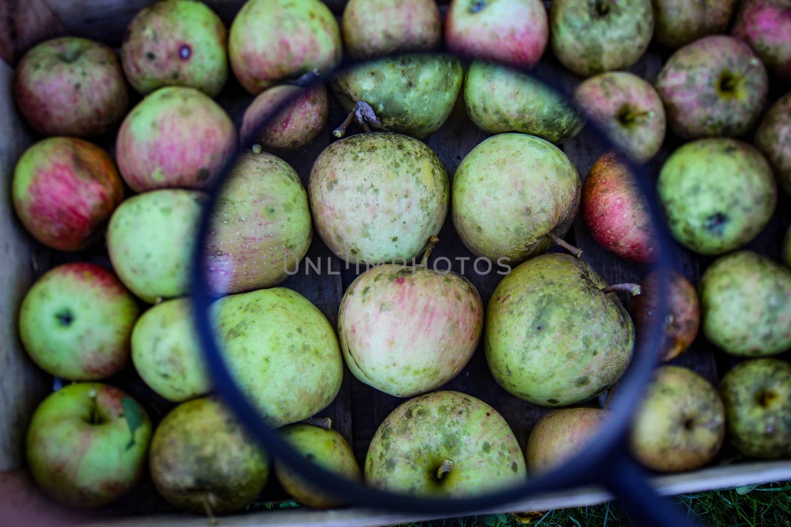 Apples in a wooden crate magnified with a magnifying glass. Homegrown apples in the fall. by mahirrov