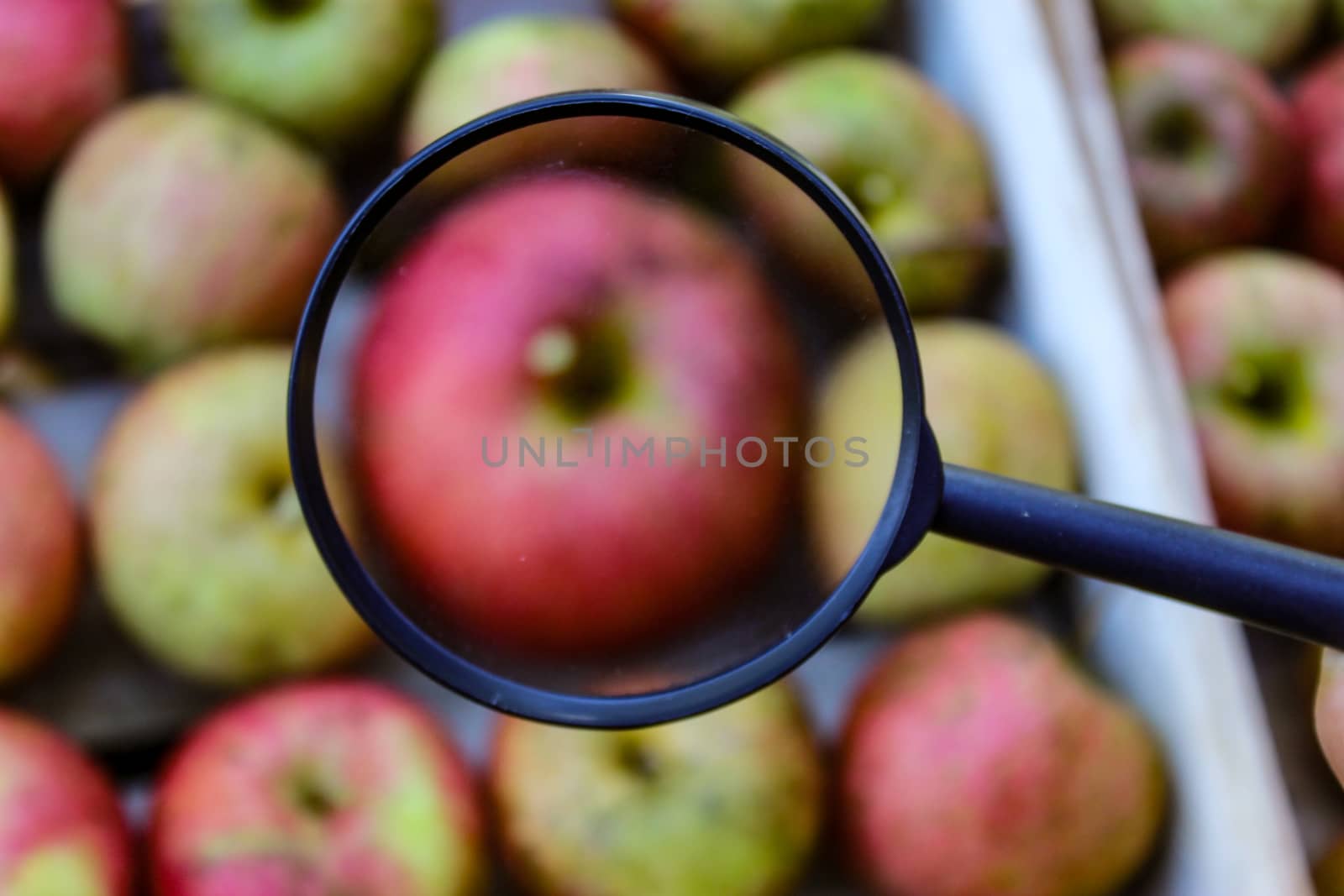 A magnifying glass that magnifies apples that are blurred. Zavidovici, Bosnia and Herzegovina.