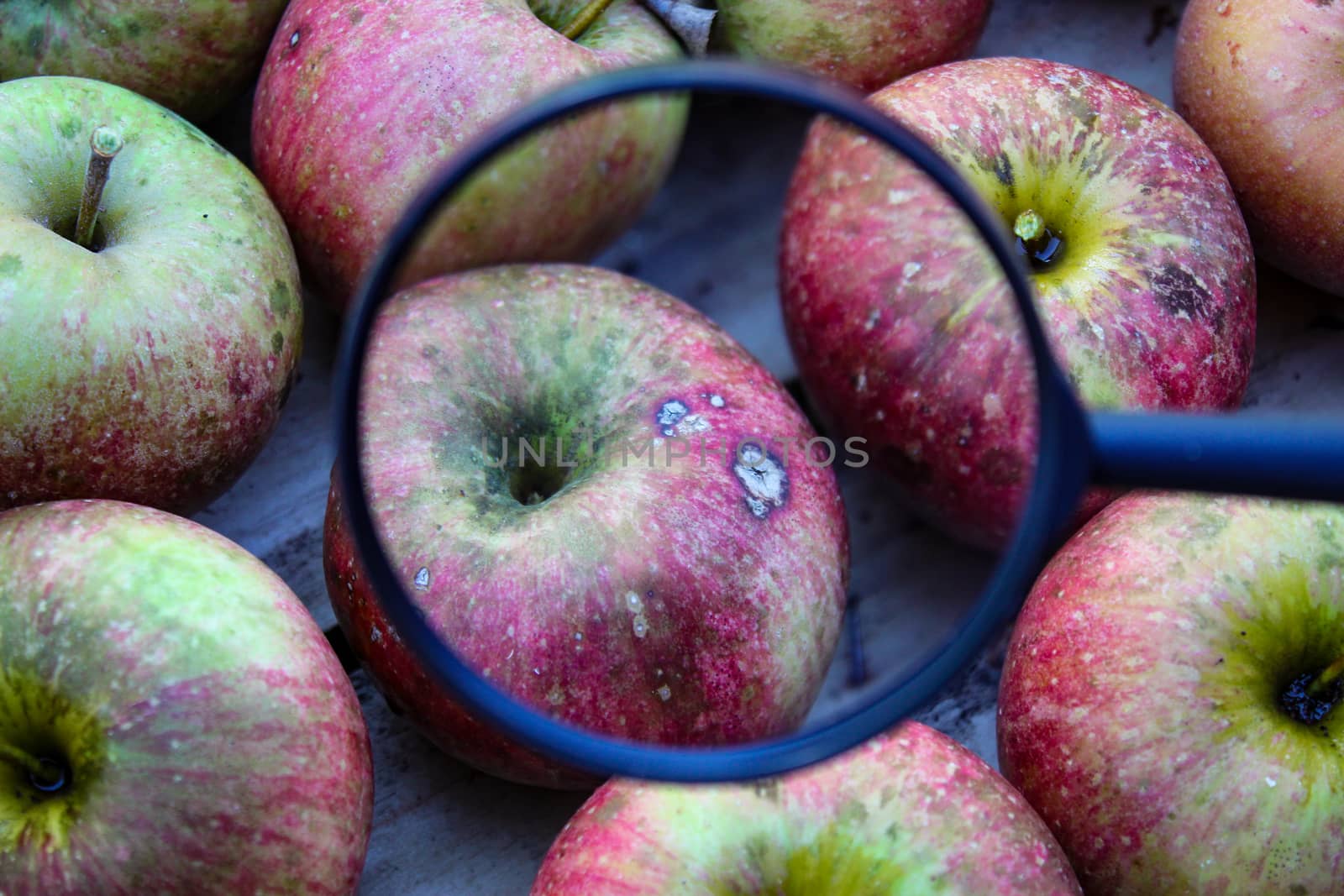 One apple magnified with a magnifying glass compared to the others in the crate where the other apples are stacked. Bitter pit is a disorder in apple fruits, now believed to be induced by calcium deficiency. by mahirrov