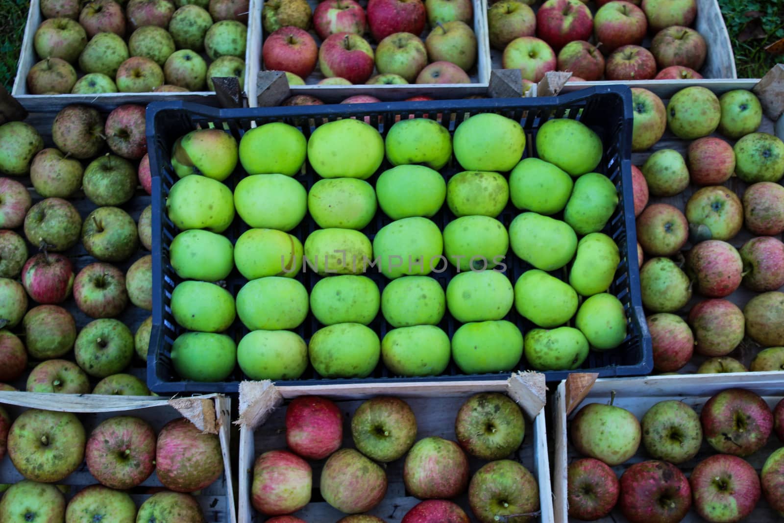 Green apples in a plastic crate that is on other wooden crates where there are reddish apples. Homegrown organic apples. The concept of organic. by mahirrov