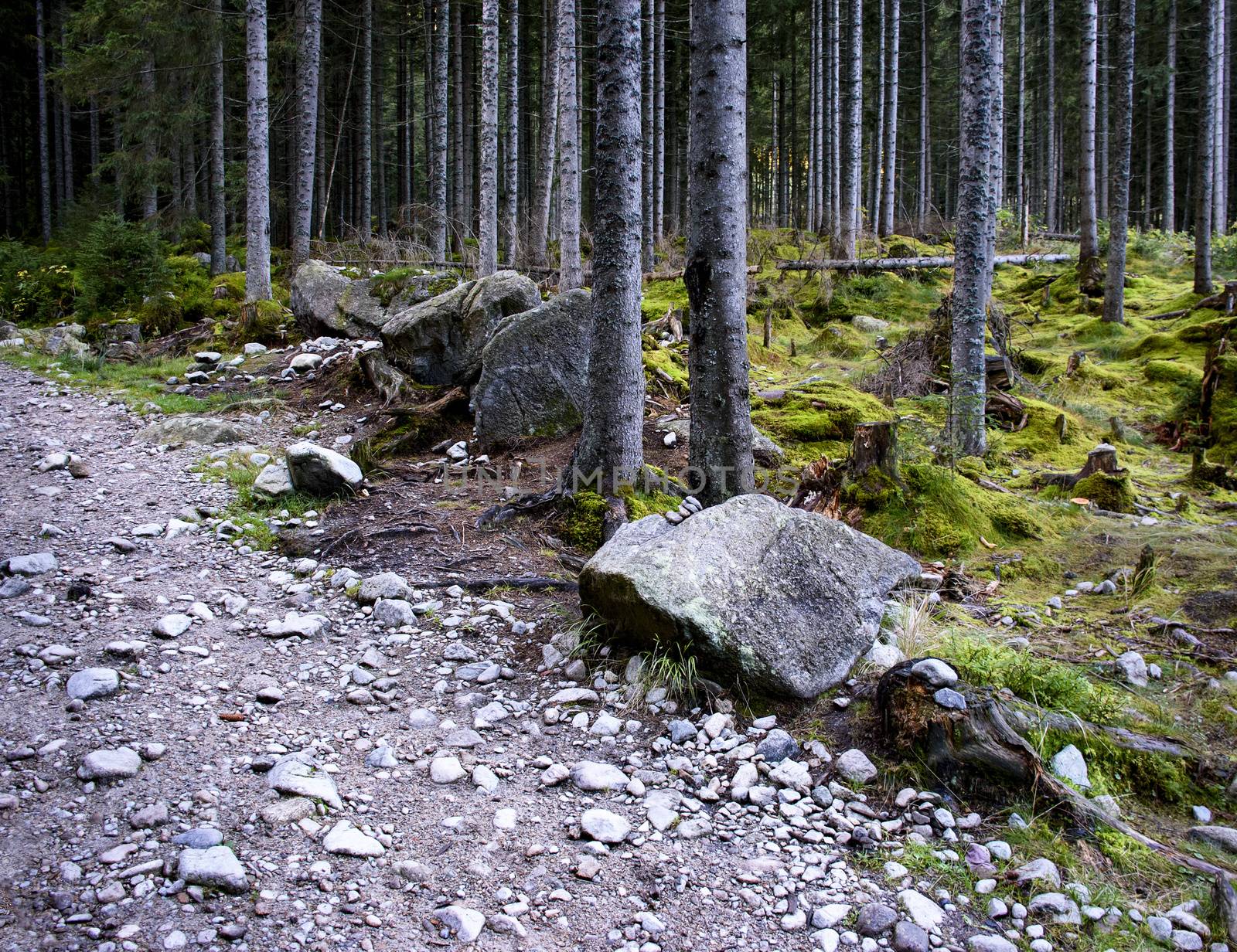 landscape background stone path at the edge of the forest