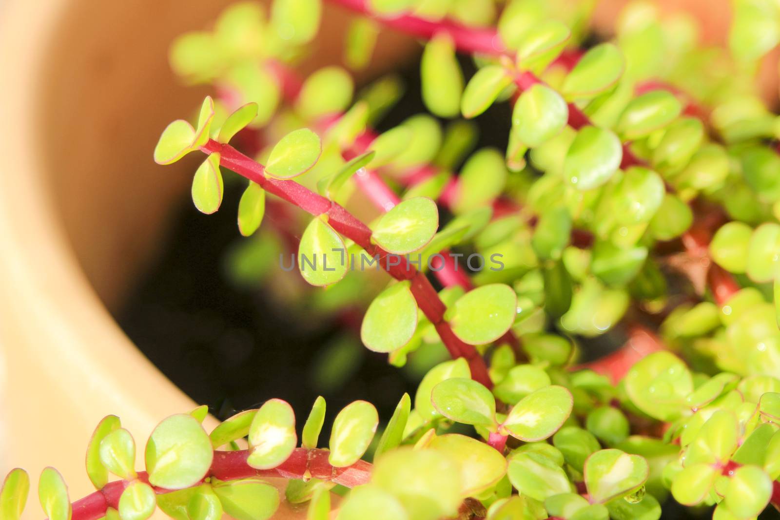 Beautiful Portulacaria Afra, Elephant bushes under the sun
