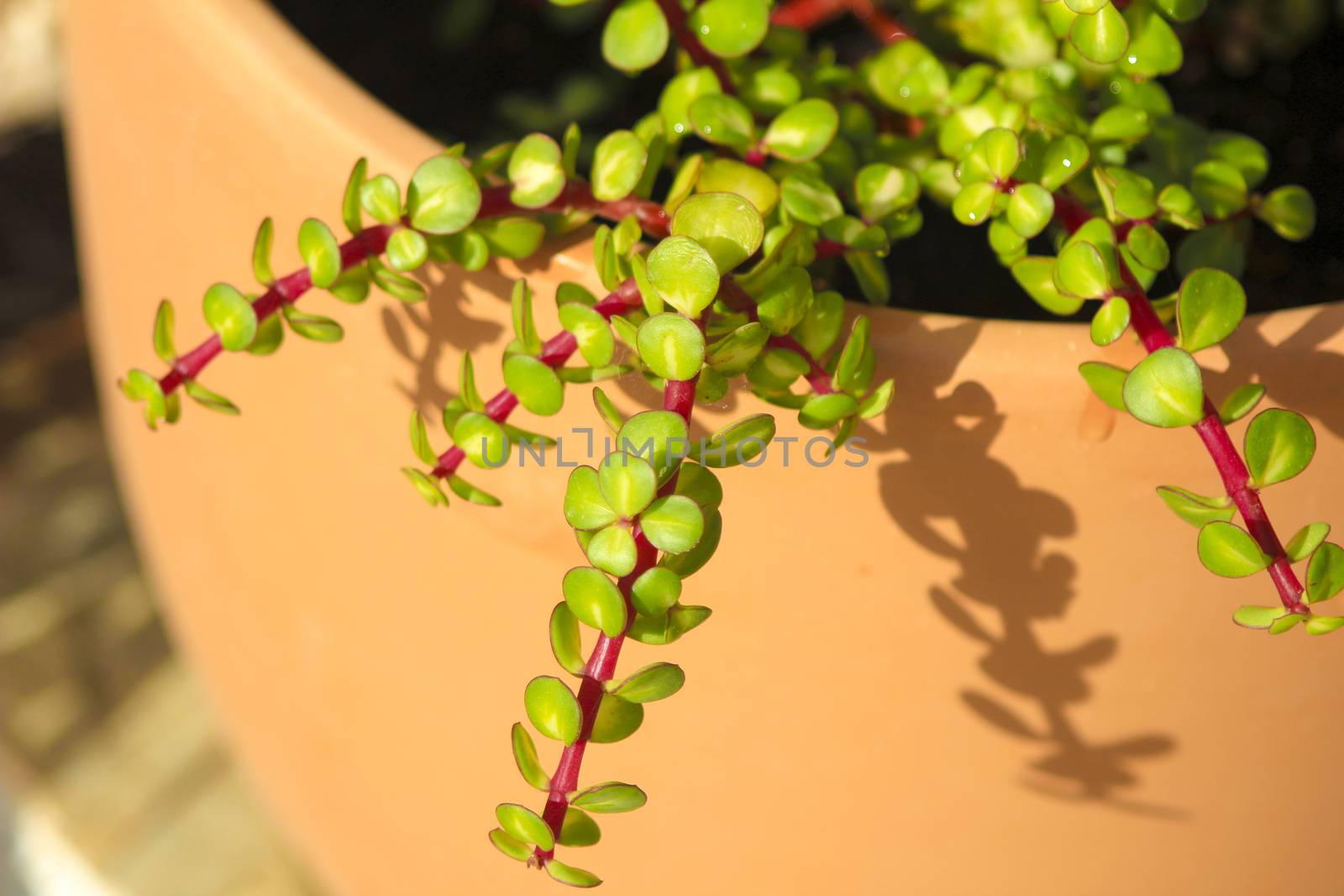 Beautiful Portulacaria Afra, Elephant bushes under the sun
