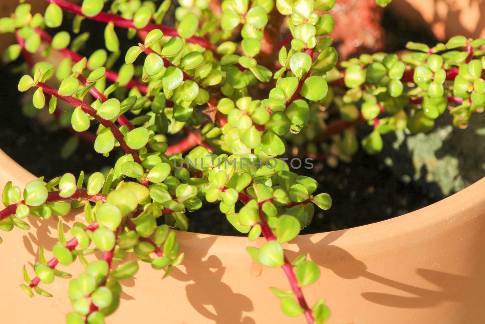 Beautiful Portulacaria Afra, Elephant bushes under the sun