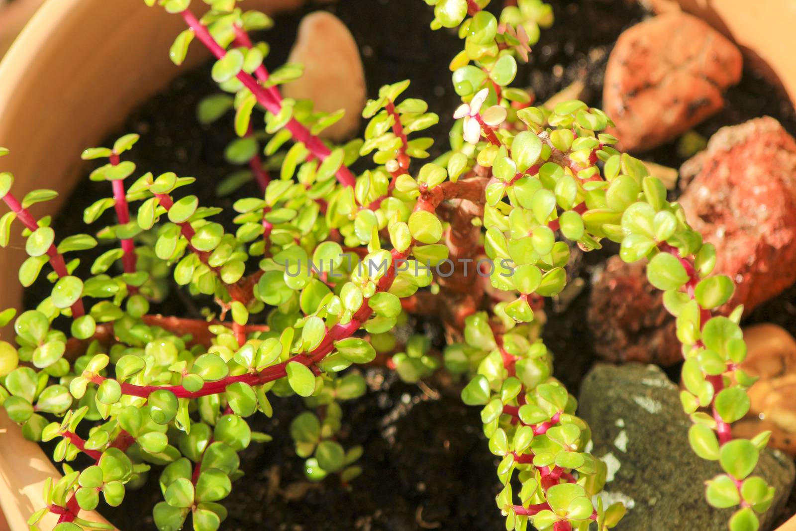 Beautiful Portulacaria Afra, Elephant bushes under the sun