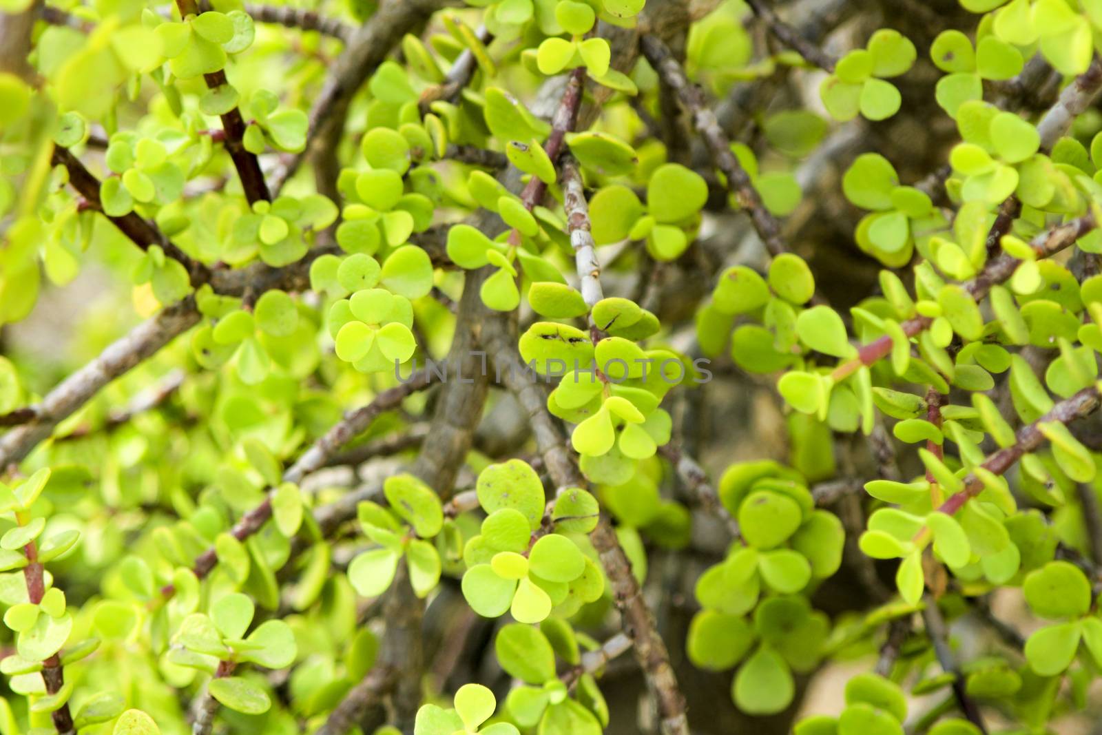 Beautiful Portulacaria Afra, Elephant bushes under the sun