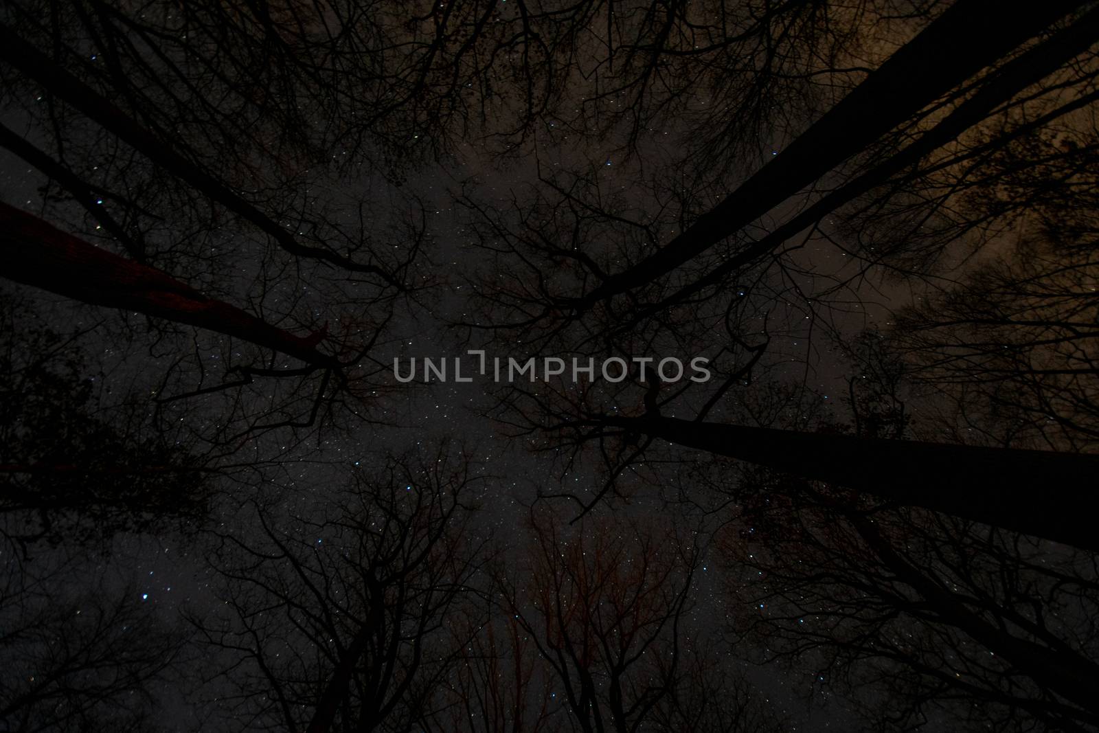 Looking Up Through Scary Silhouetted Trees at a Night Sky Full of Stars