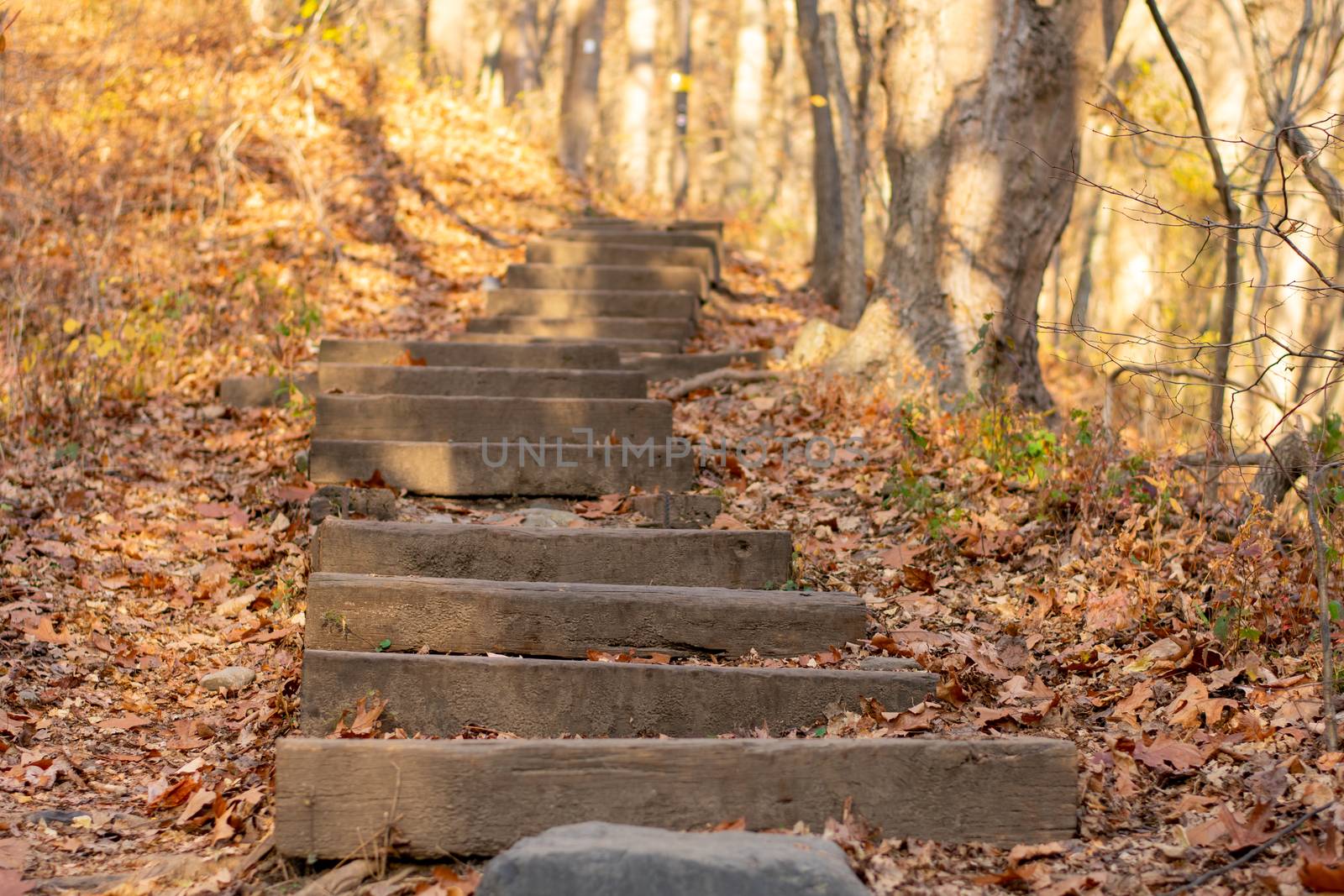 Steps In a Forest Covered in Autumn Leaves by bju12290