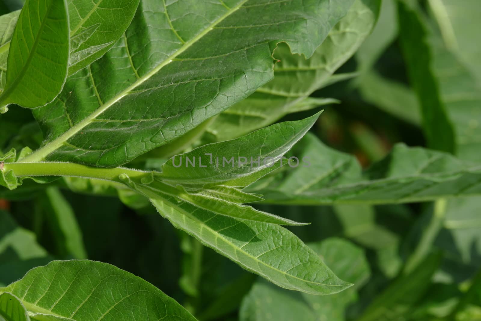 tobacco leaves for smoking by pengejarsenja