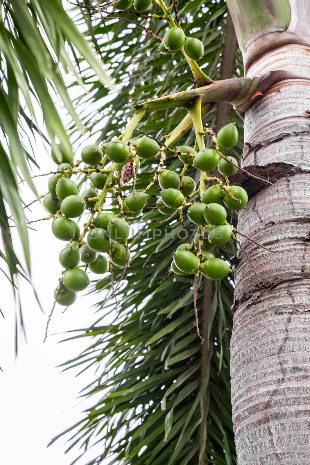 Areca catechu (Areca nut palm, Betel Nuts) All bunch into large by Gamjai