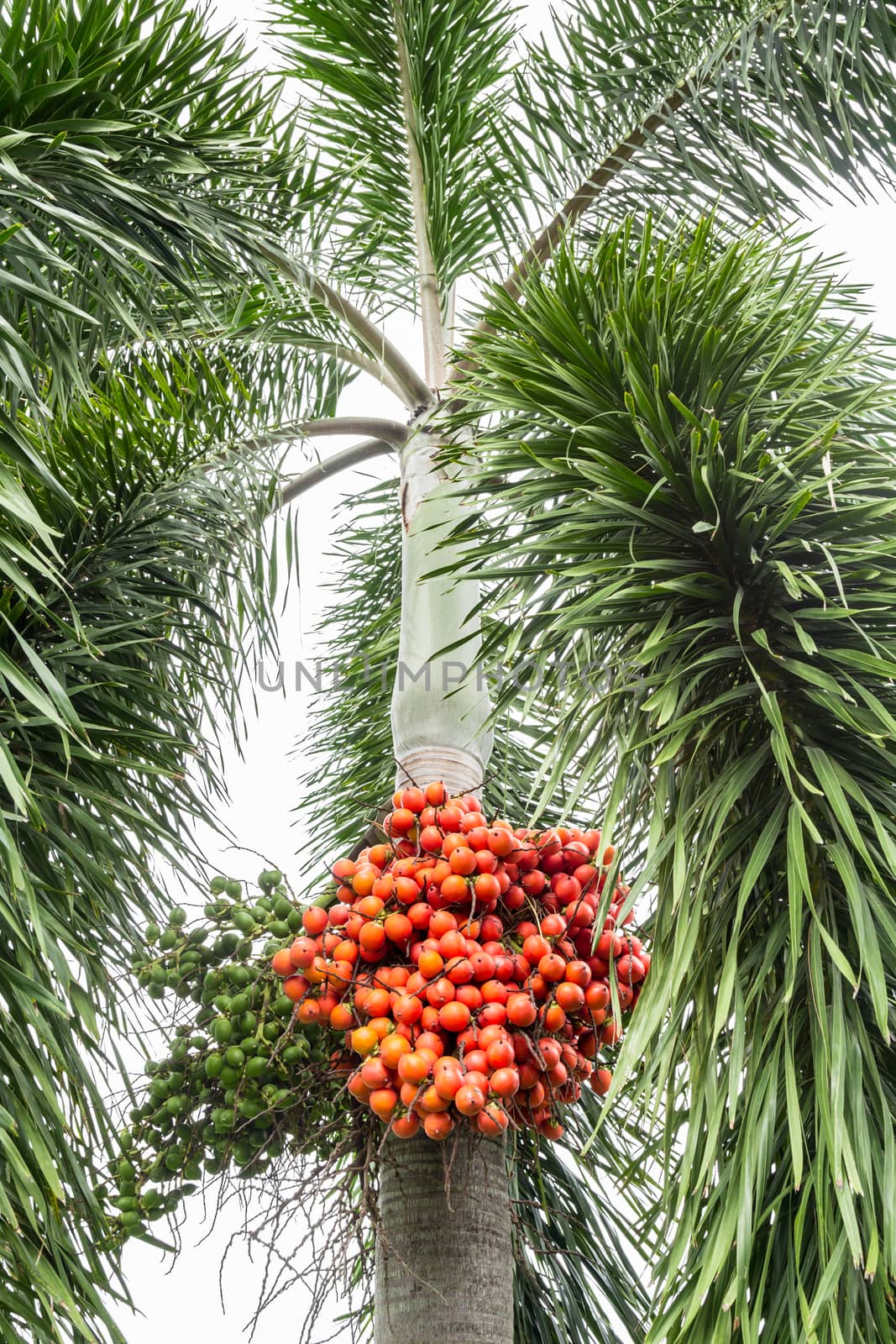 Areca catechu (Areca nut palm, Betel Nuts) All bunch into large by Gamjai