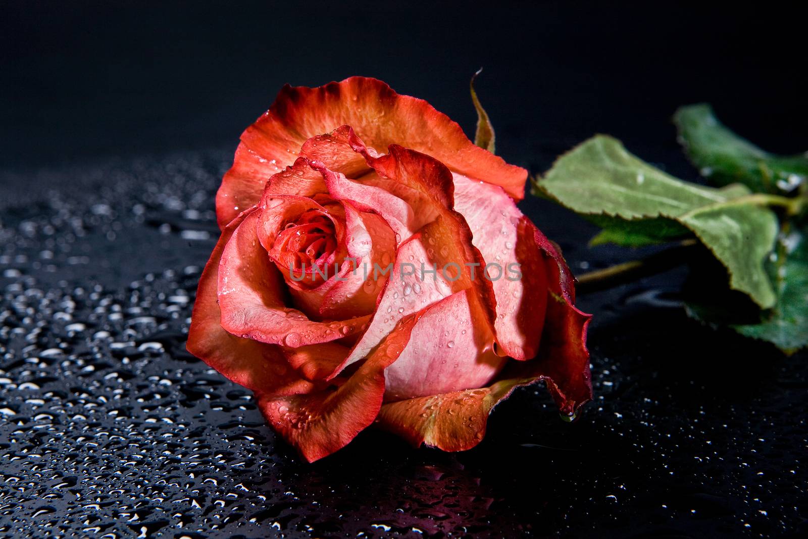 Roses by Fotoskat