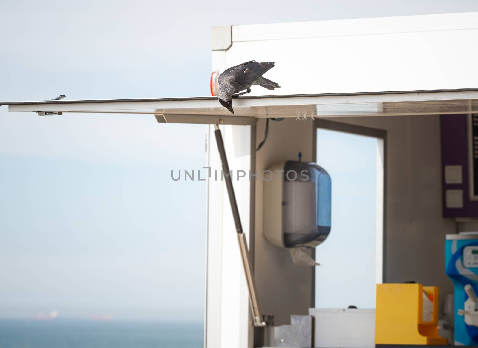 Jackdaw bird looking for food scraps at Scheveningen beach, Holland by Pendleton