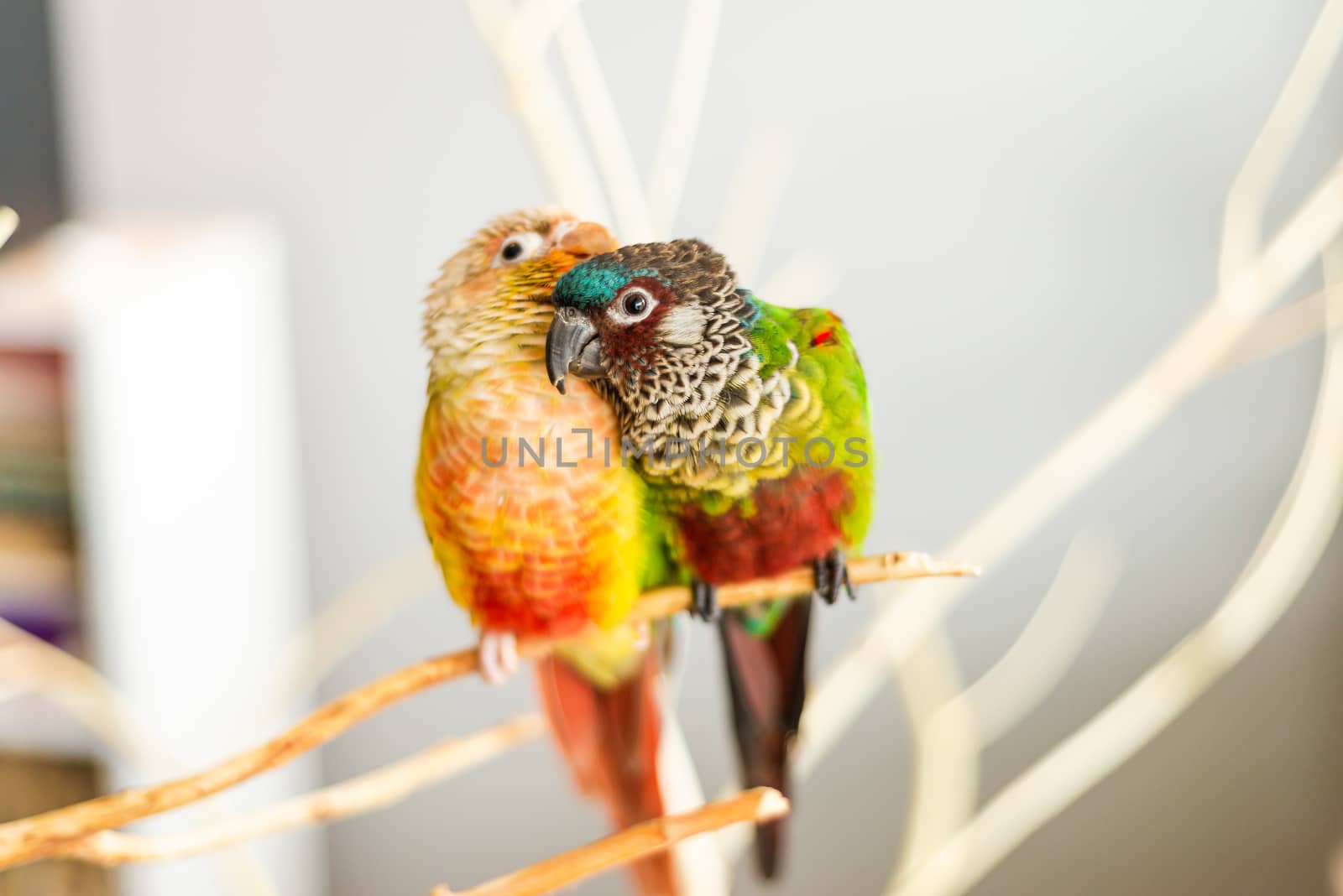 Pair of colorful pet conure birds preeening by Pendleton