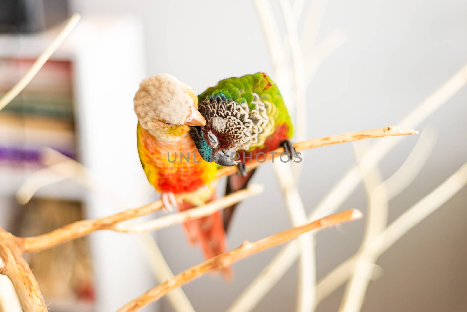 Pair of conure birds cuddling lovebirds romantic relationship concept.