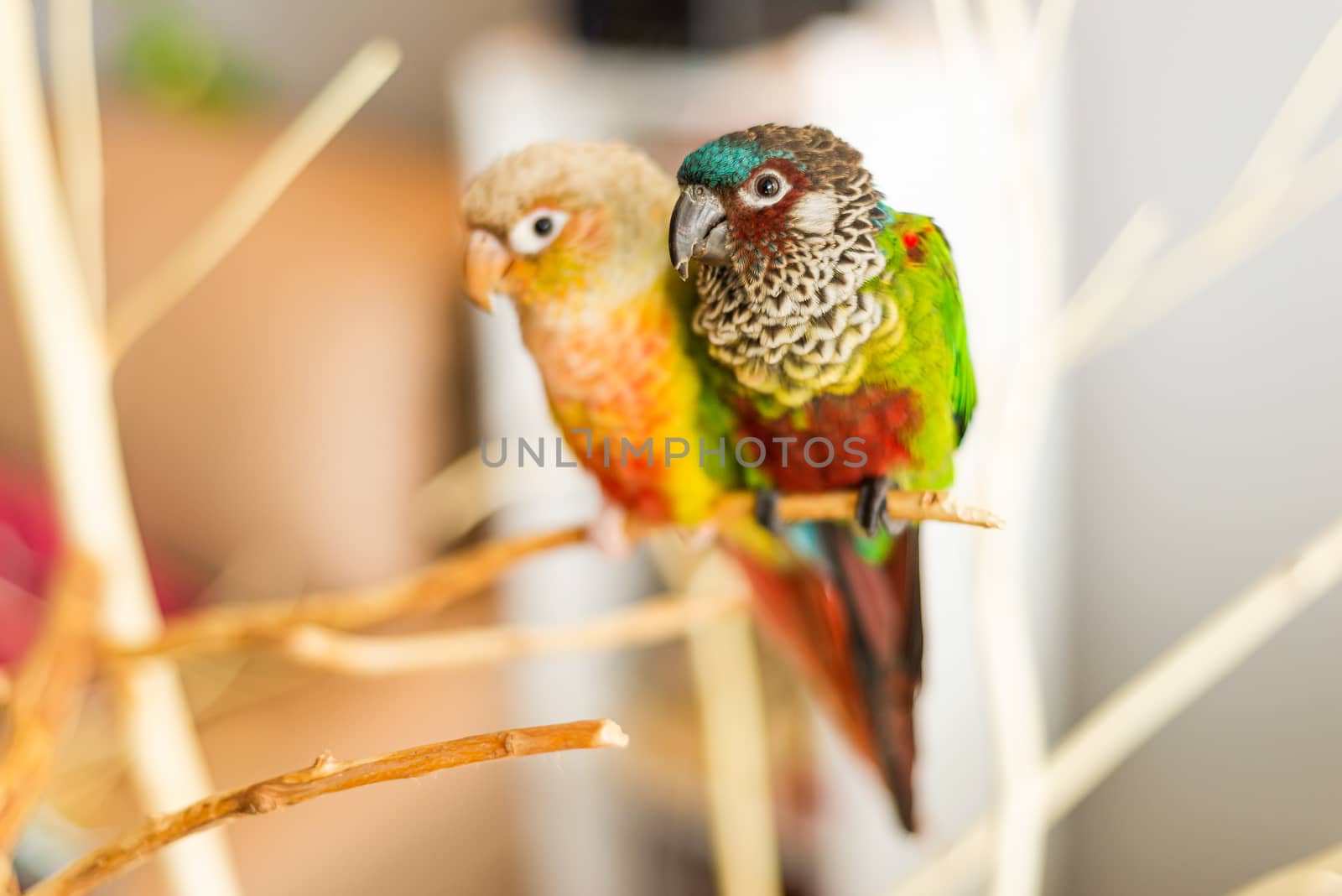 Pet portrait of pineapple green cheek conure and painted parakeet pair.