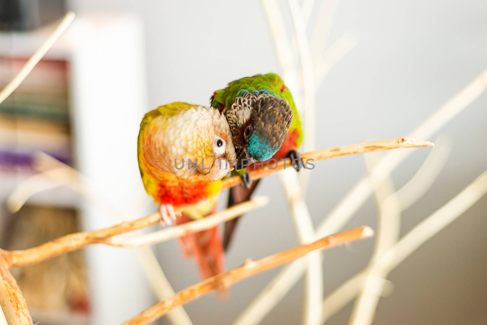 Colorful portrait of a sweet pair of pet parrots cuddling.