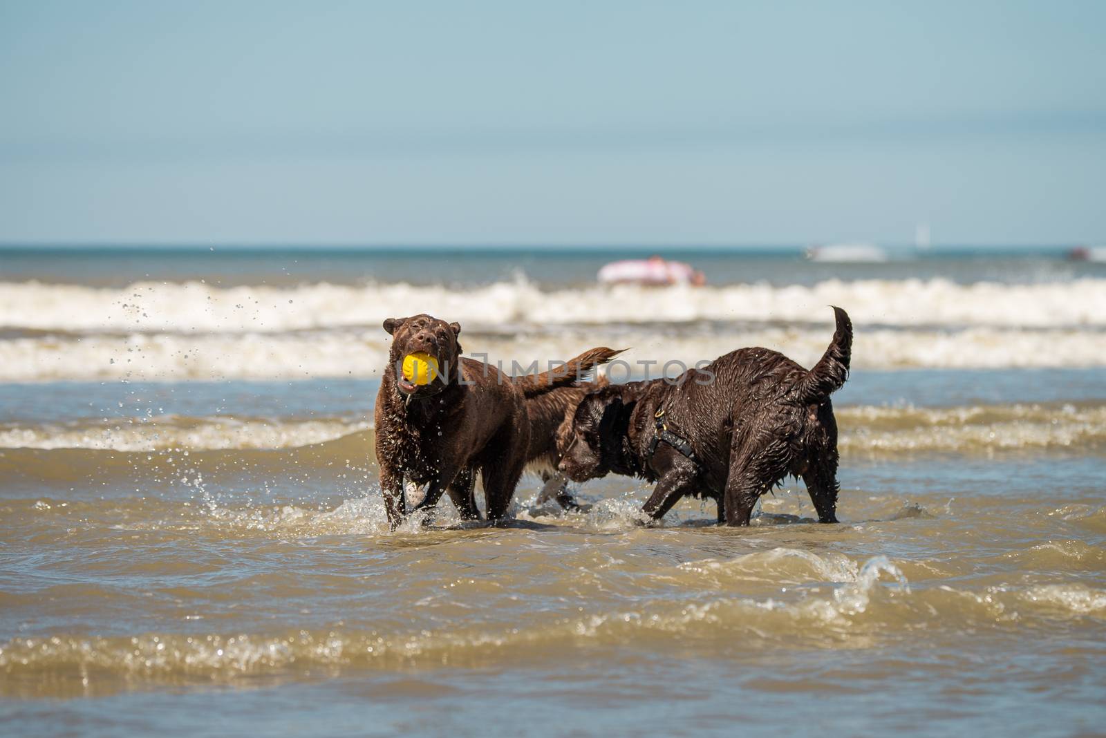 Two chocolate labrador retriever pups playing in the ocean surf by Pendleton