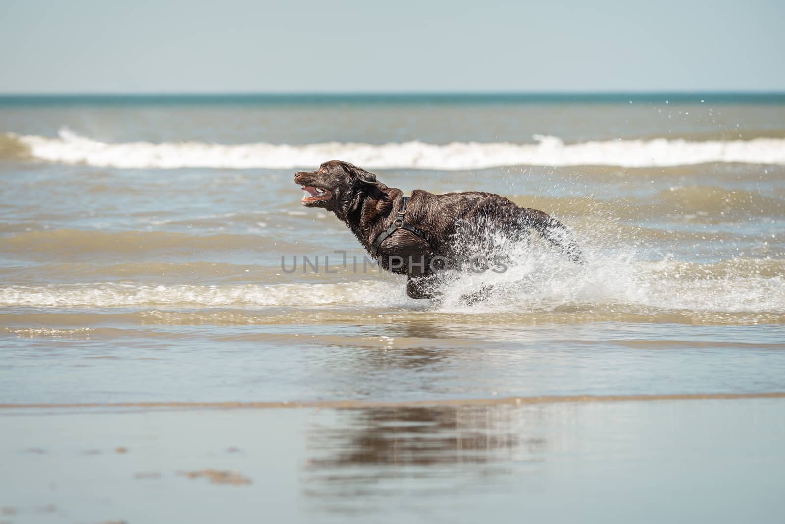 Chocolate labrador running, Scheveningen beach, south Holland, NL by Pendleton