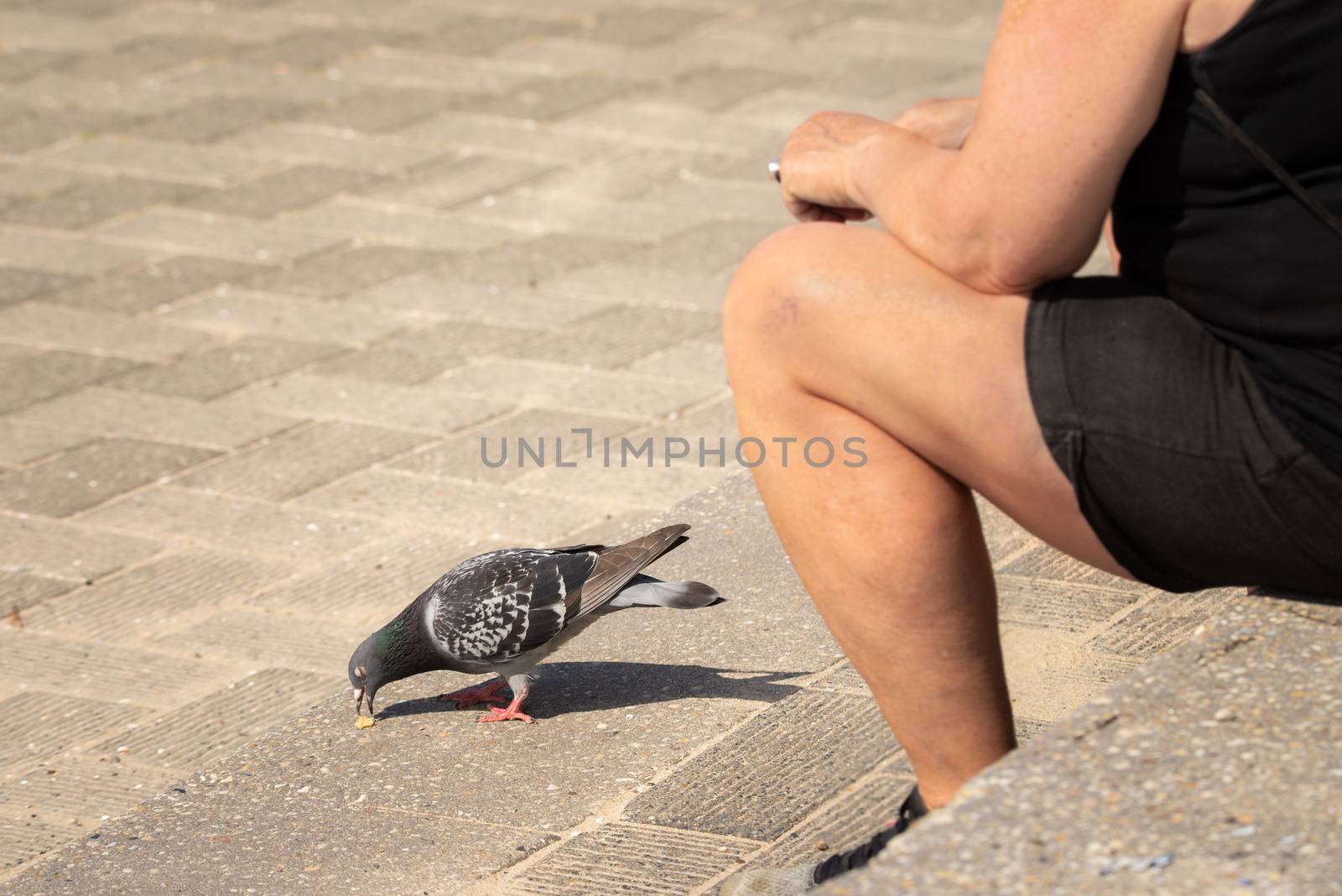 Urban scene with domestic pigeon eating crumbs from a tourist's lunch by Pendleton