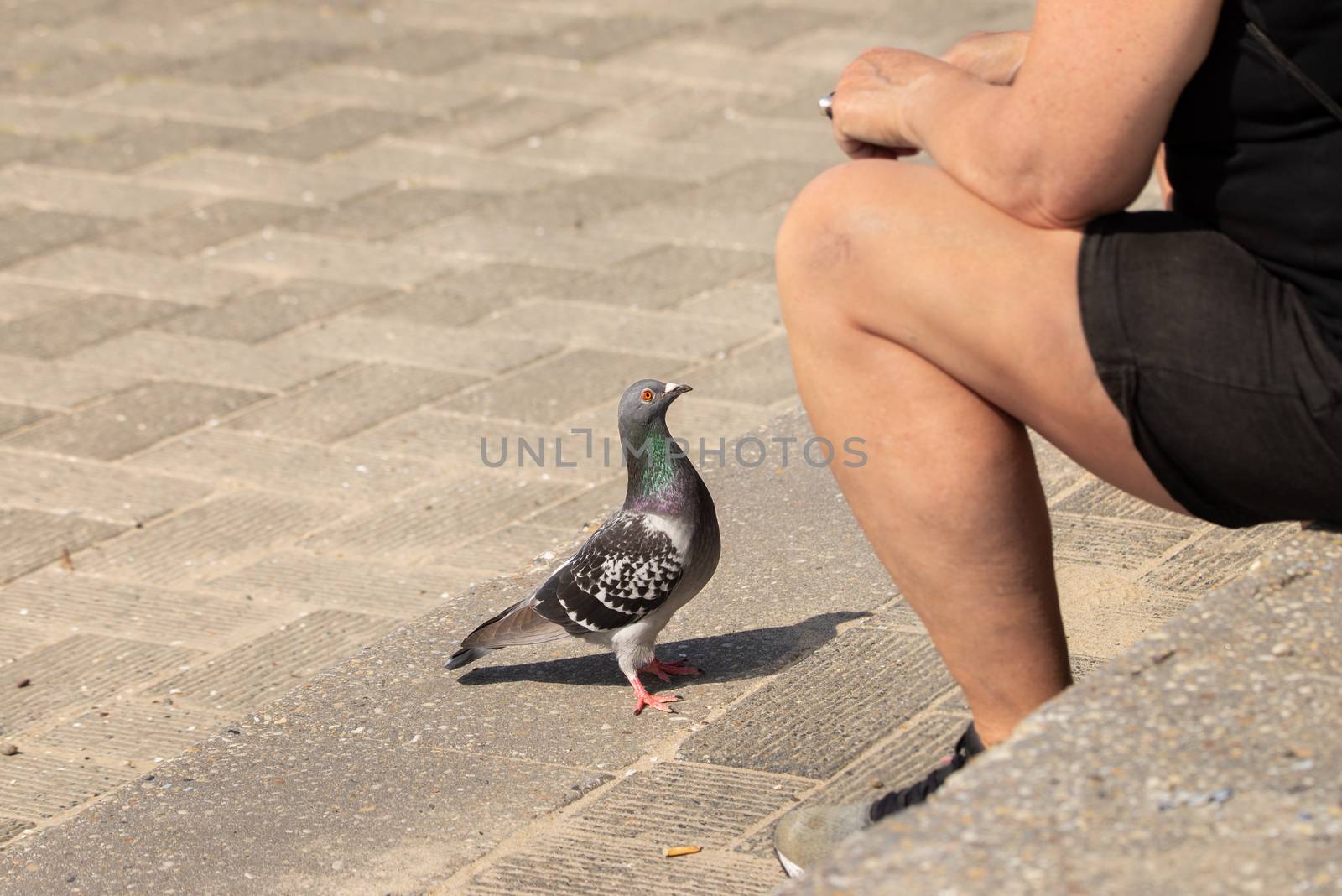 Pigeon bird waiting for crumbs from tourist sitting on a stone step.