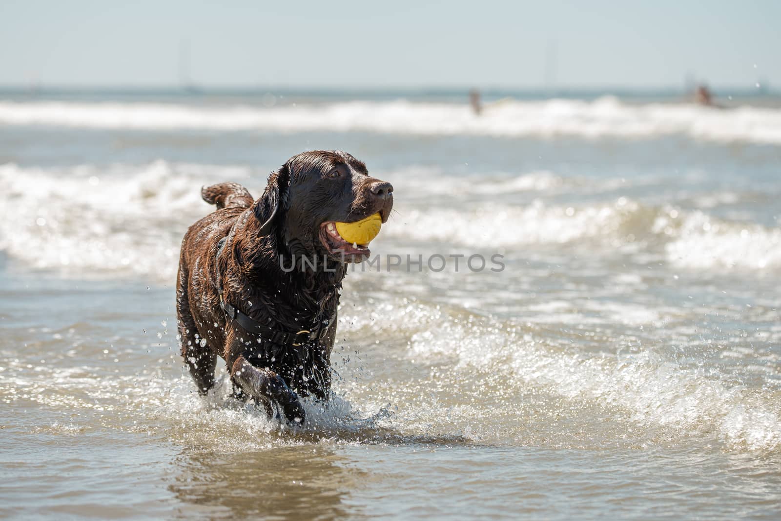 Action portrait of happy chocolate labrador retriever dog at the beach.
