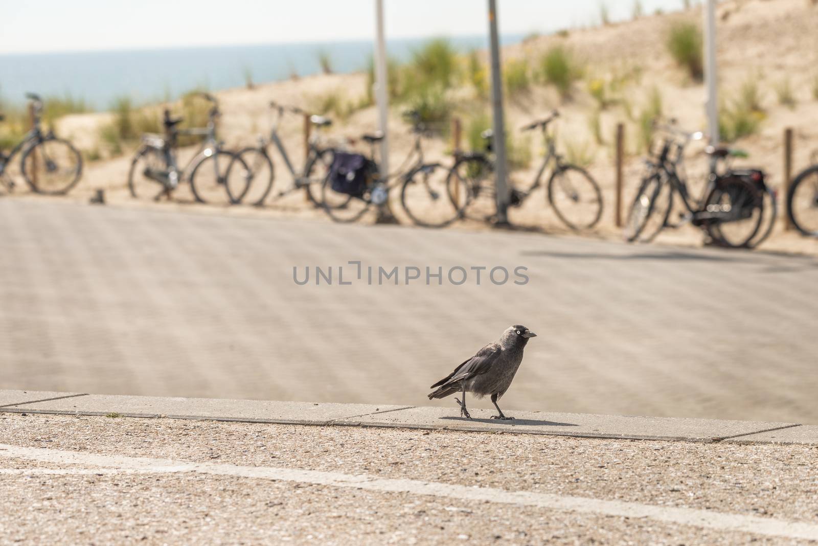 Western jackdaw aka Eurasian jackdaw at Scheveningen beach, Holland.