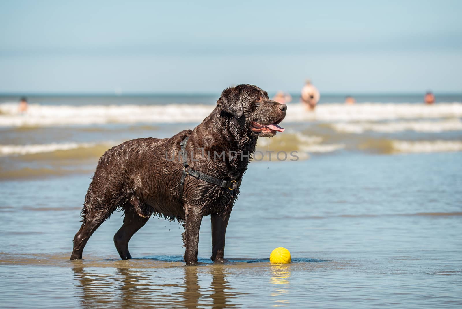 Portrait of wet labrador retriever dog at the beach, with copy space.