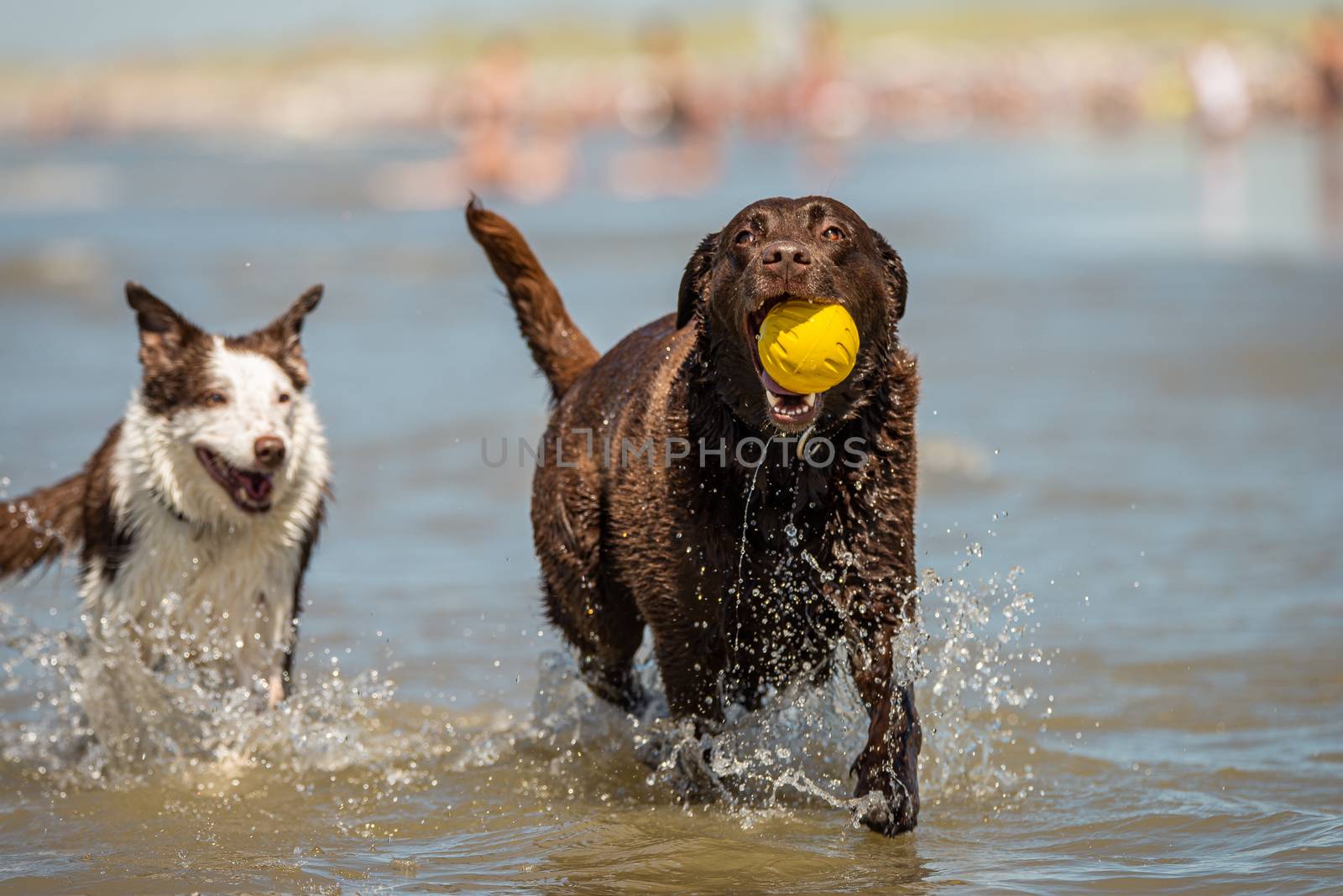 Border collie and chocolate labrador running in the ocean surf.