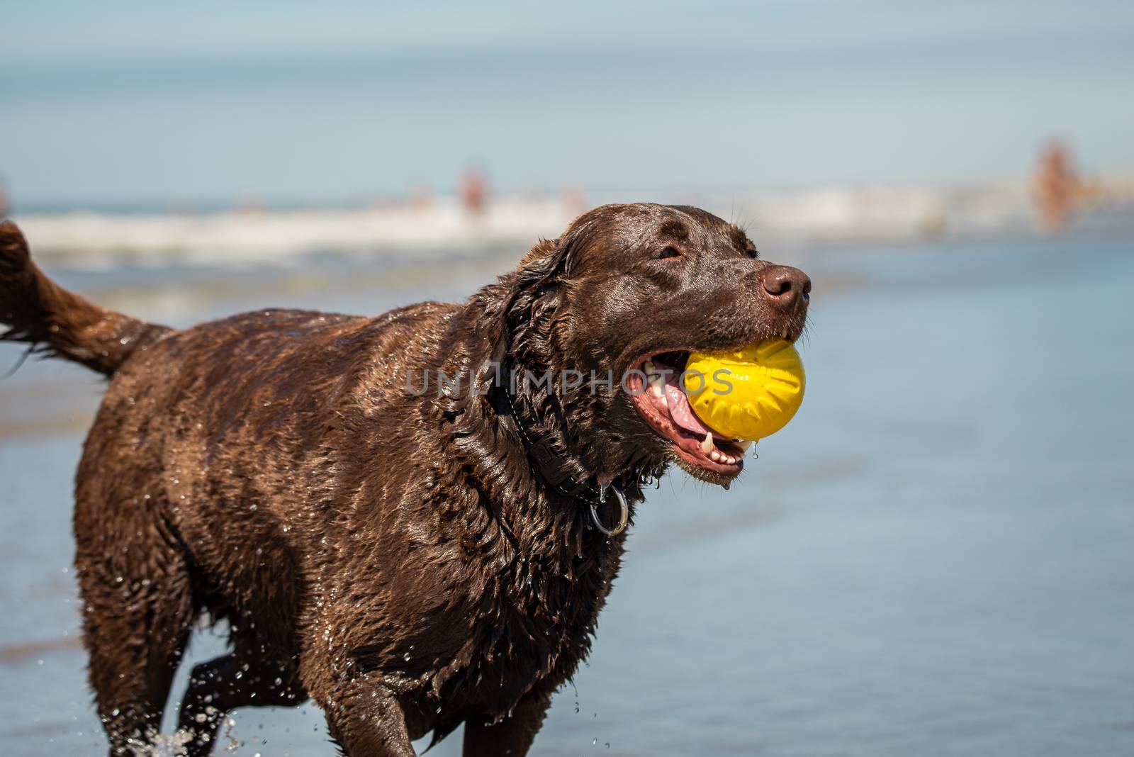 Labrador retriever dog fetching a yellow plastic ball at the beach.