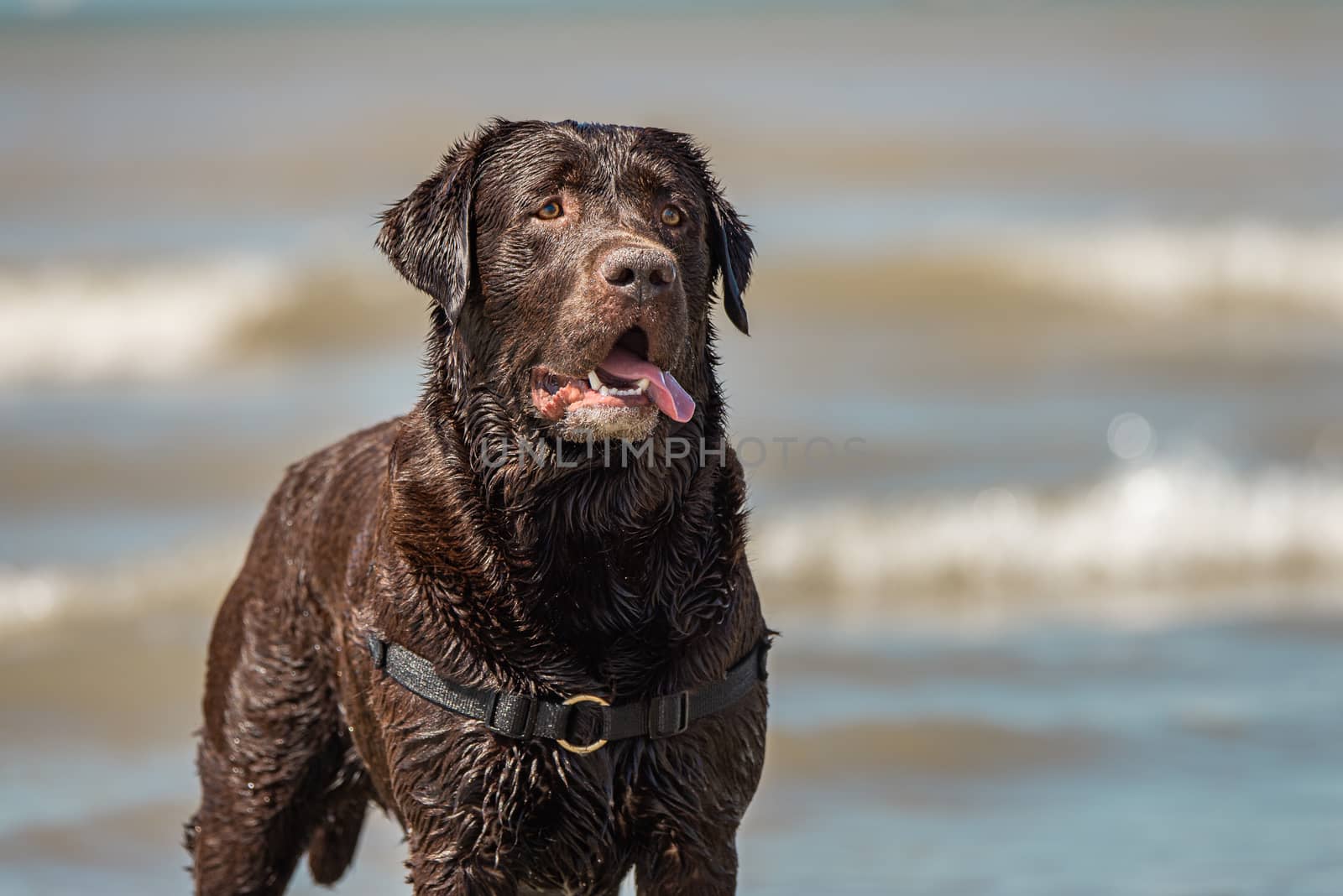 Outdoor portrait of chocolate labrador at Scheveningen beach, Holland by Pendleton