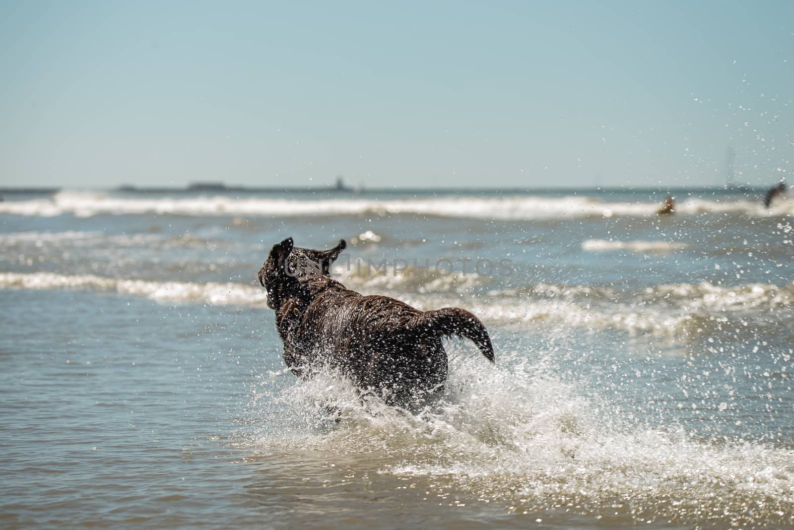 Happy chocolate labrador retriever running and splashing in the ocean by Pendleton