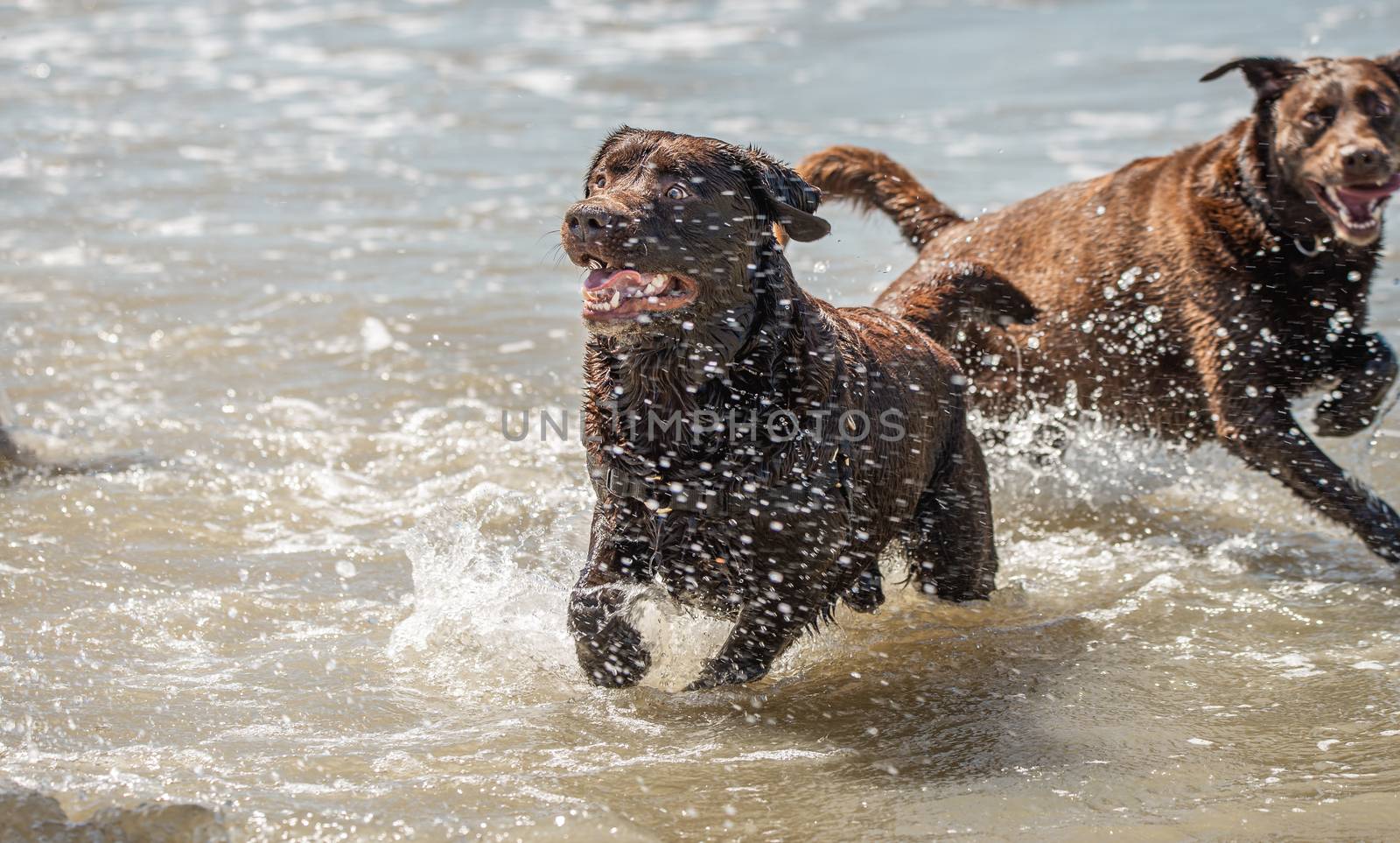 Chocolate labrador retriever dogs enjoying a day out at the seaside by Pendleton