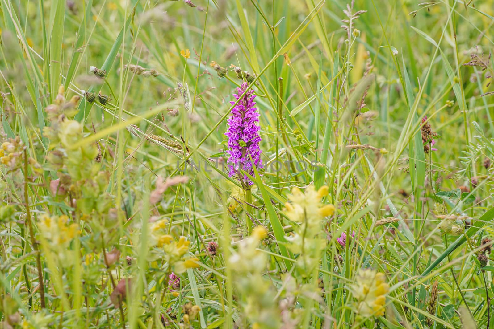 Grass and wildflowers in a North Holland meadow, the Netherlands.