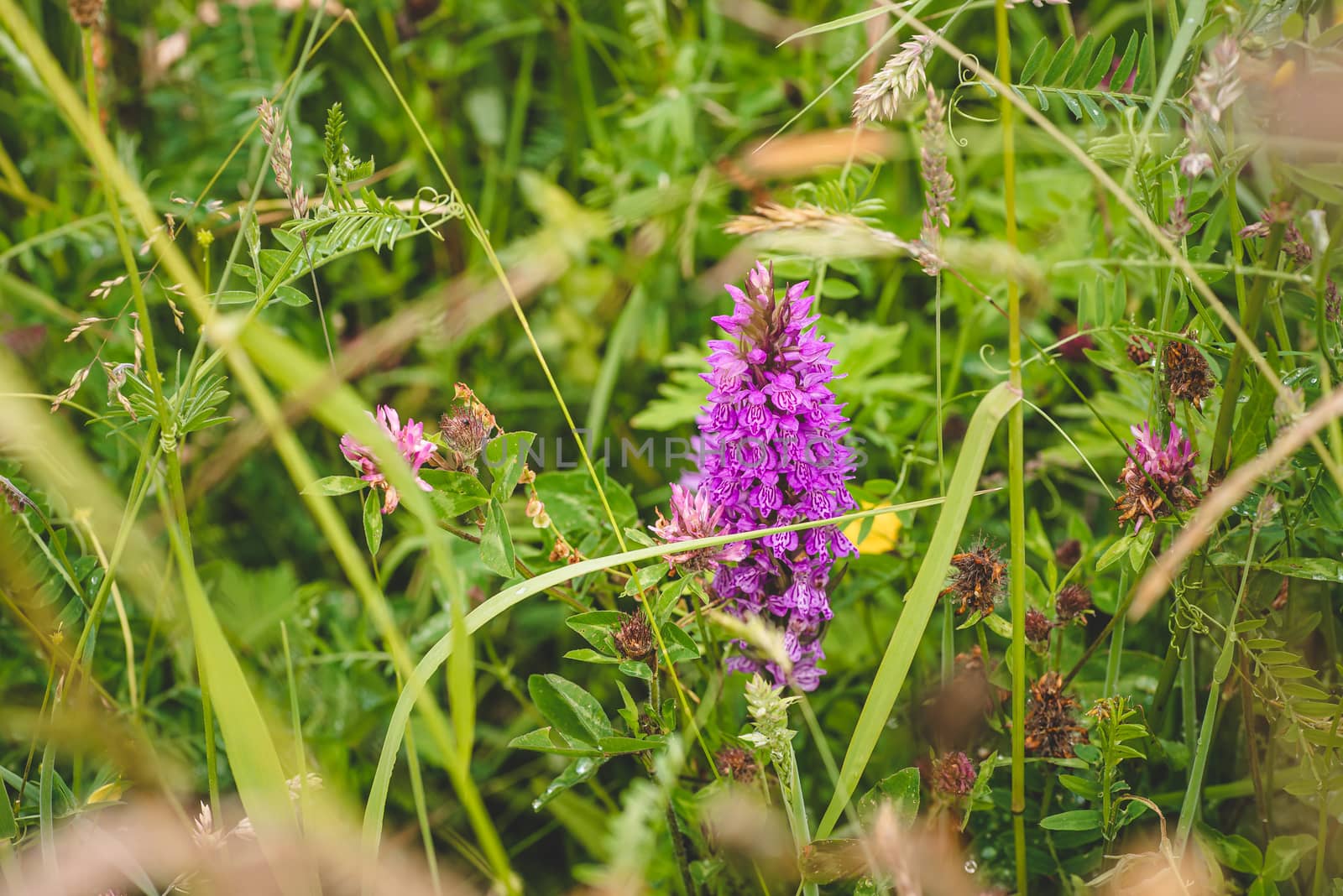 Dactylorhiza maculata aka spotted orchid blooming in a Dutch meadow.