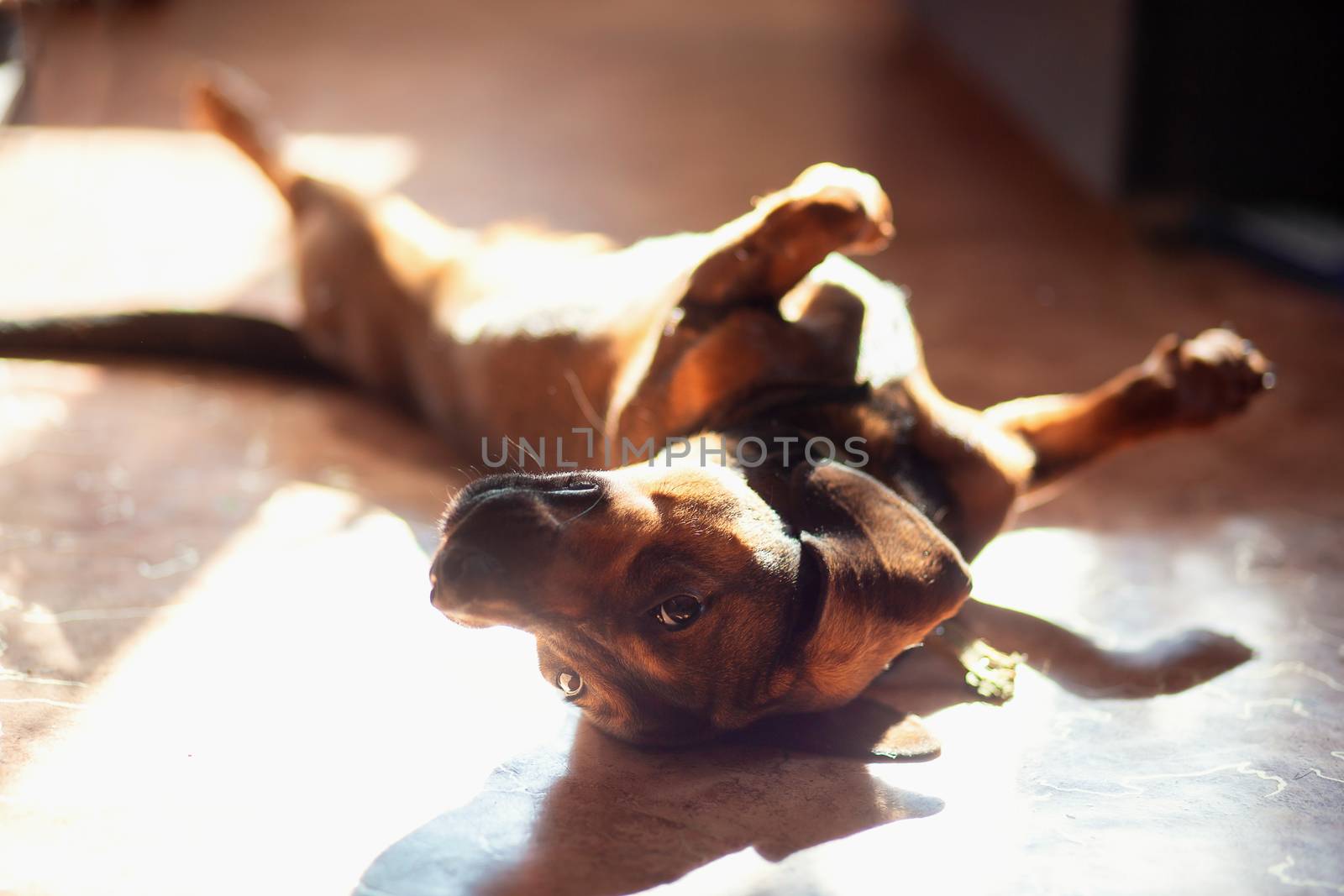 A funny dog of the Dachshund breed lies at home on the floor with its paws up