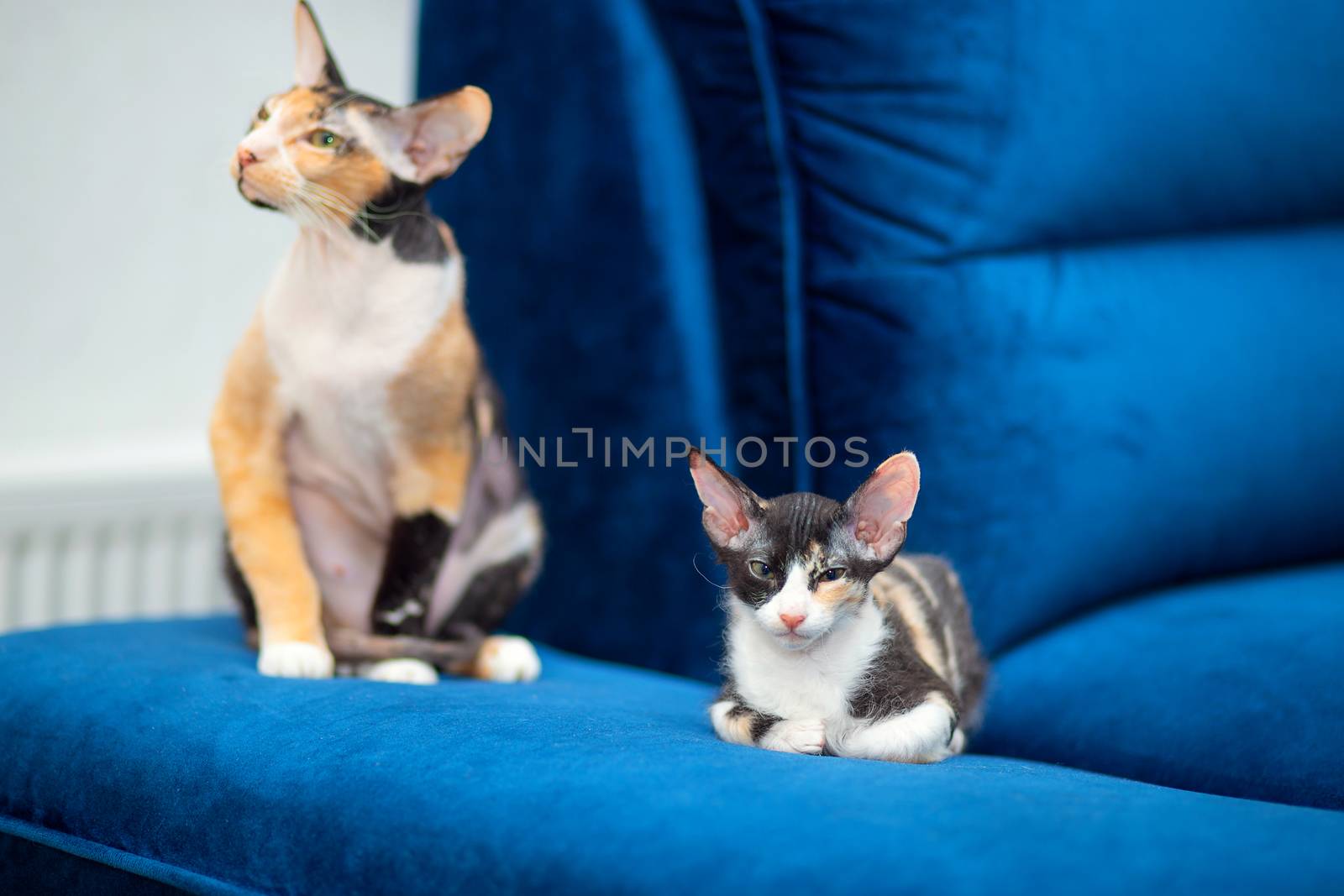 A cute Sphynx mestizo kitten lies on the couch next to her mother. Tricolor kitten with big ears, brush sphinx. Sphinx with wool