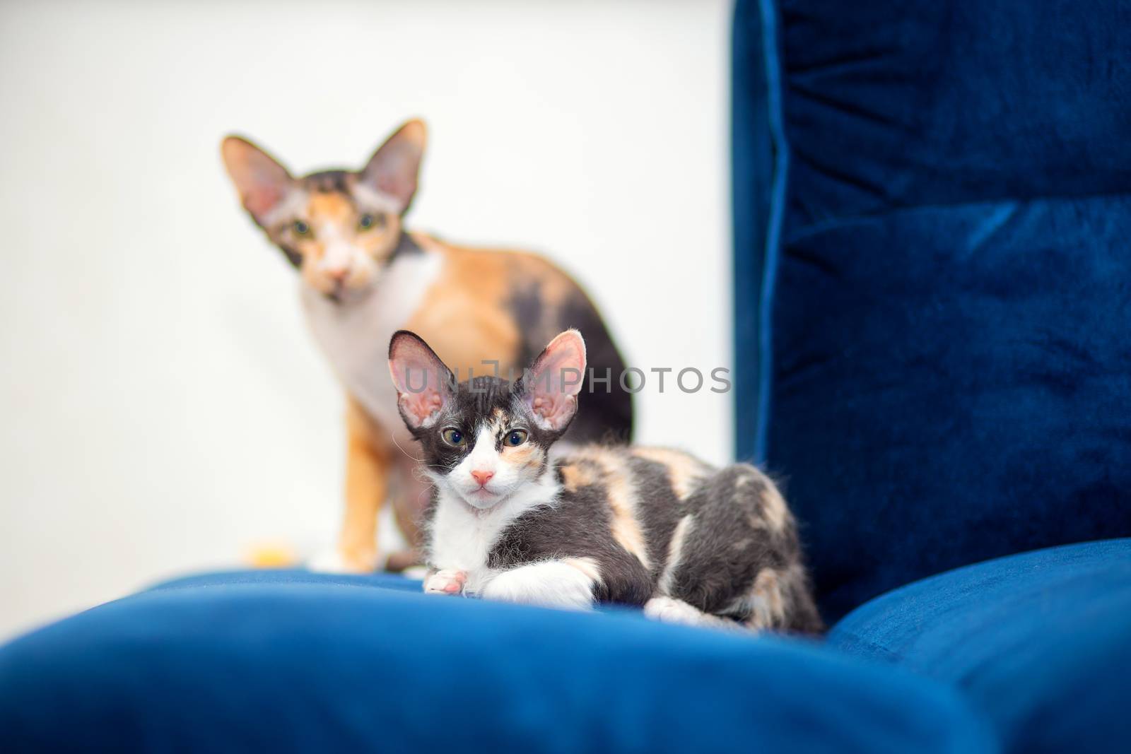 Two tricolor Sphynx cats with fur are sitting on the sofa. Mom and kitten. Brash cats with big ears